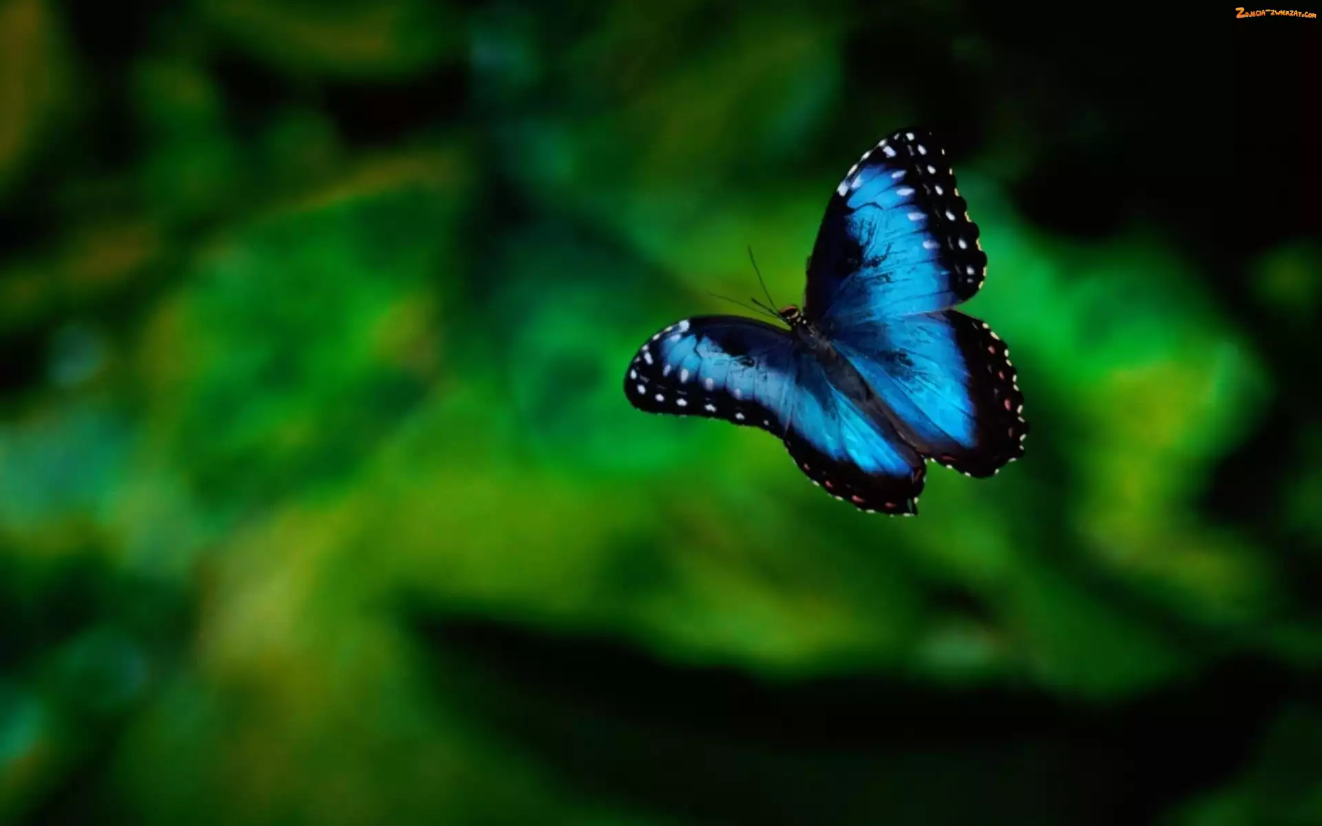 Motyl, niebieski