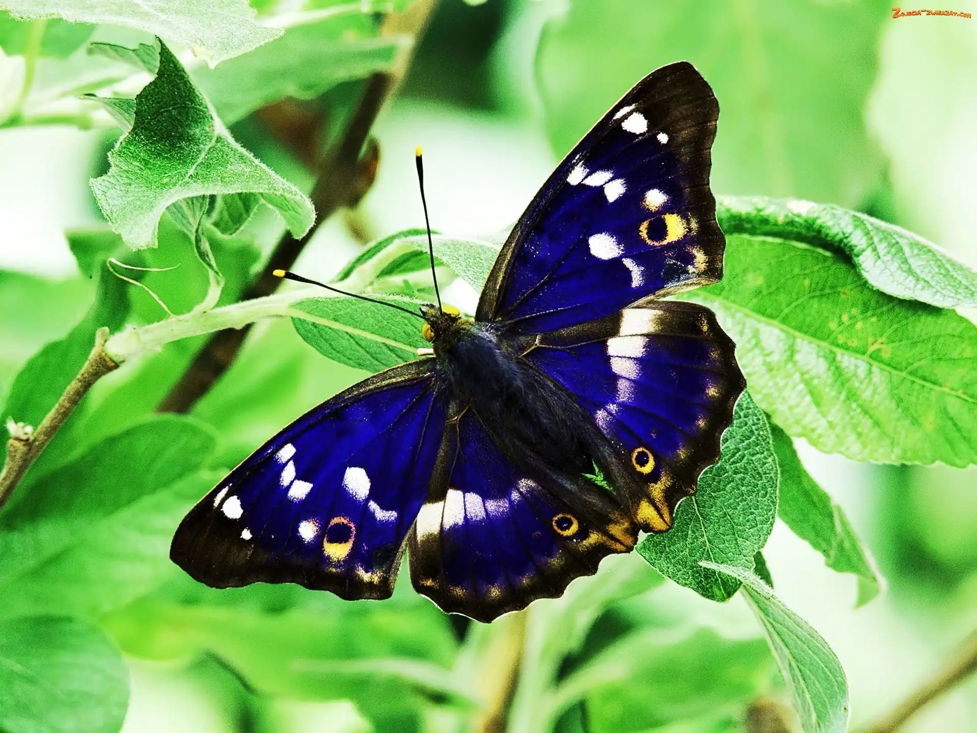 Motyl, Czułki, Niebieski, Roślina