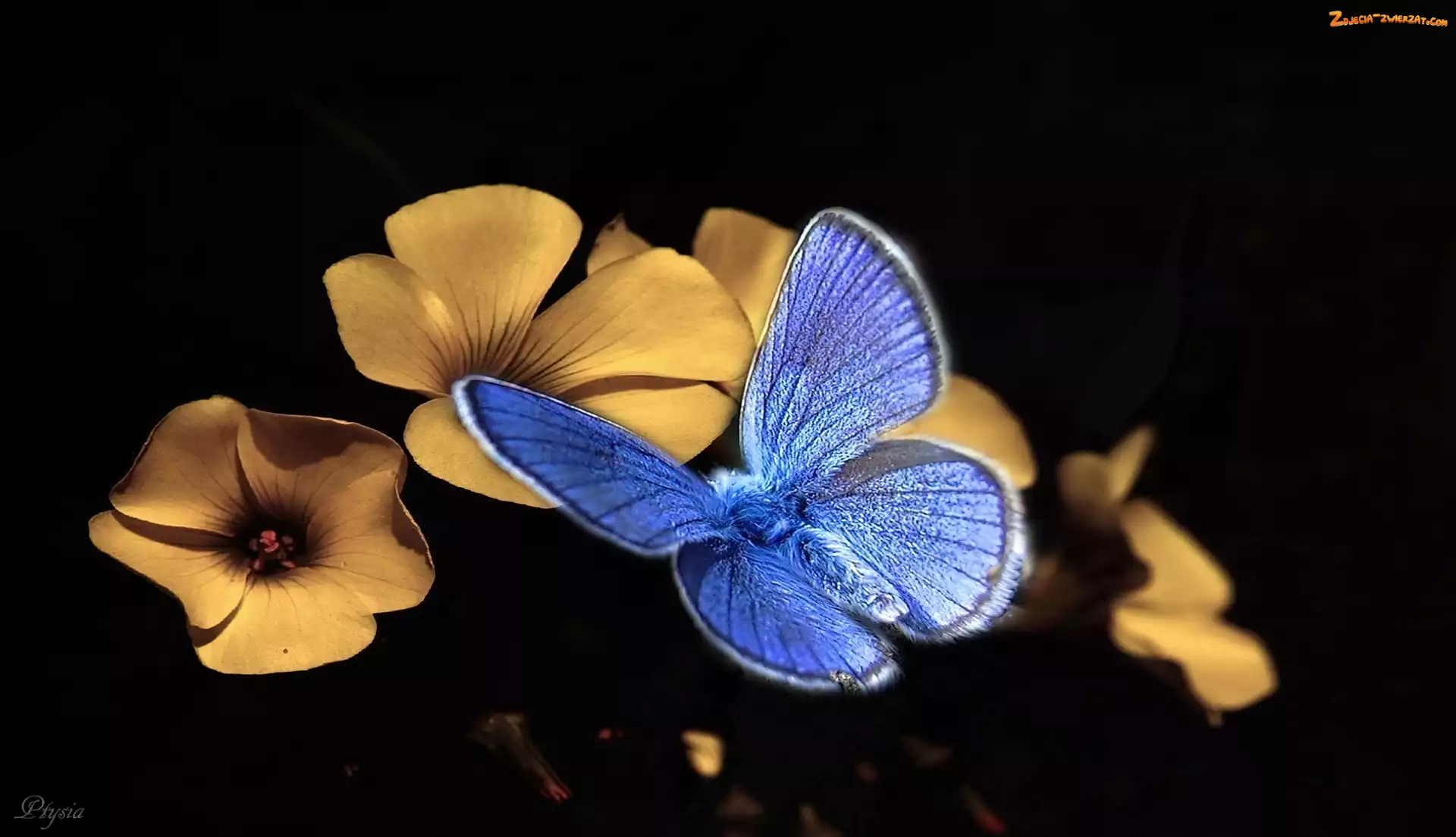 Motyl modraszek, Kwiatki, Niebieski, Żółte