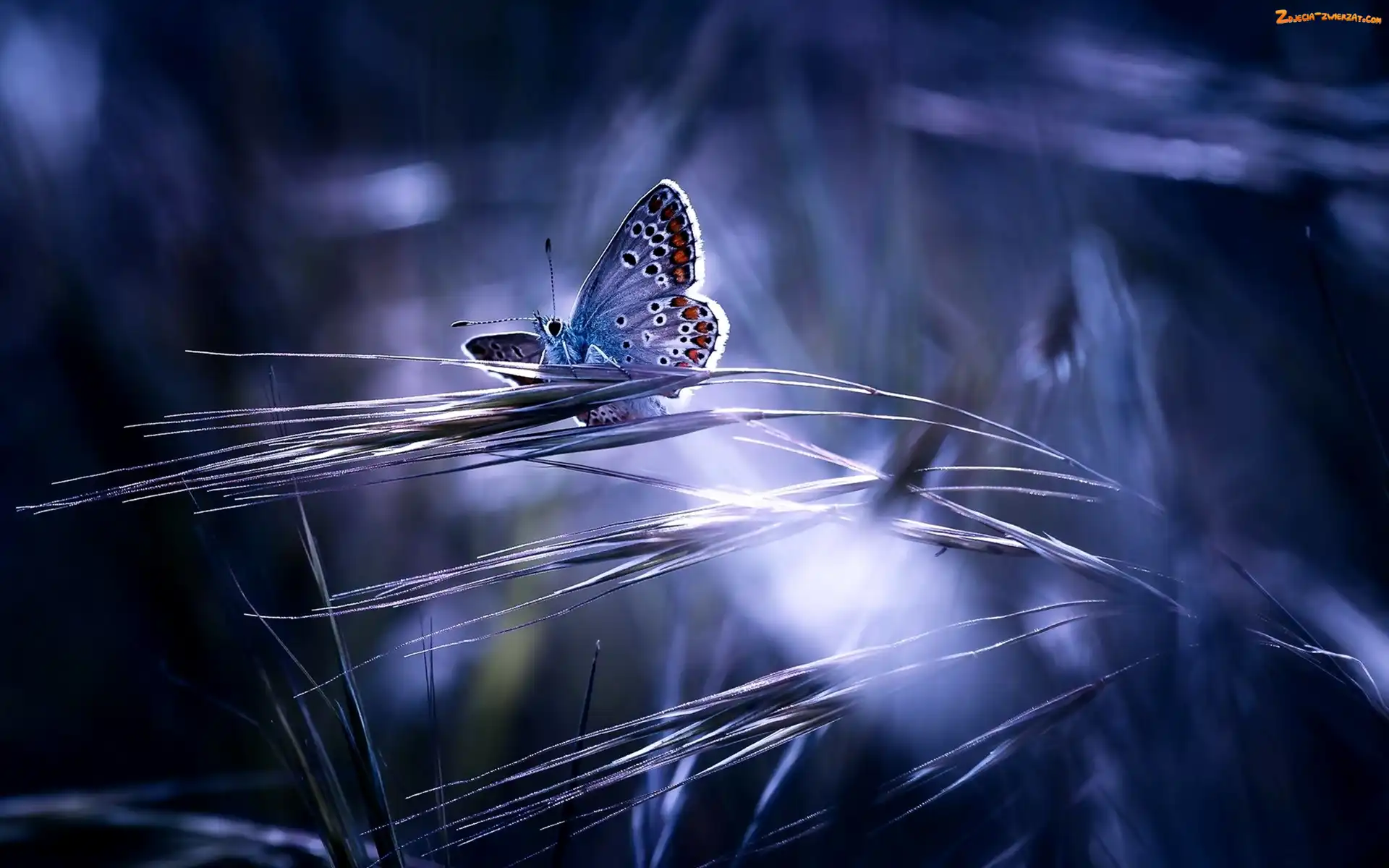 Motyl, Przebijające Światło, Niebieski, Trawy