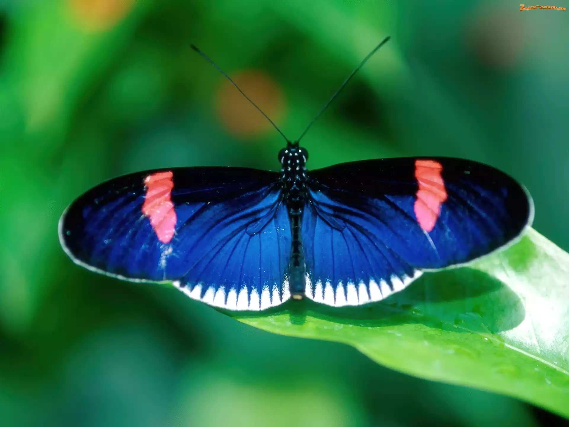niebieski, Motyl