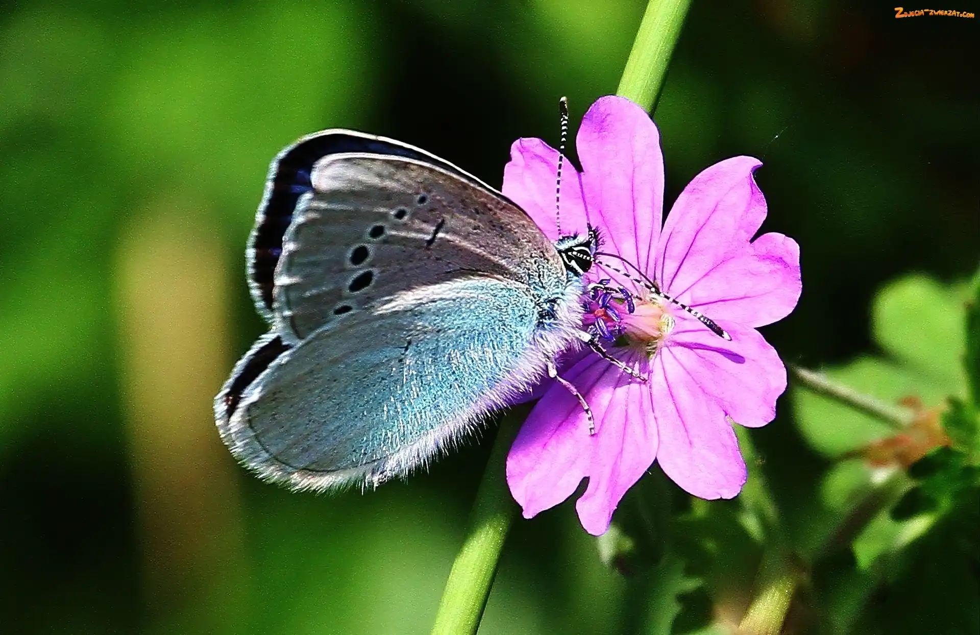 Łodyga, Motyl, Kwiatek