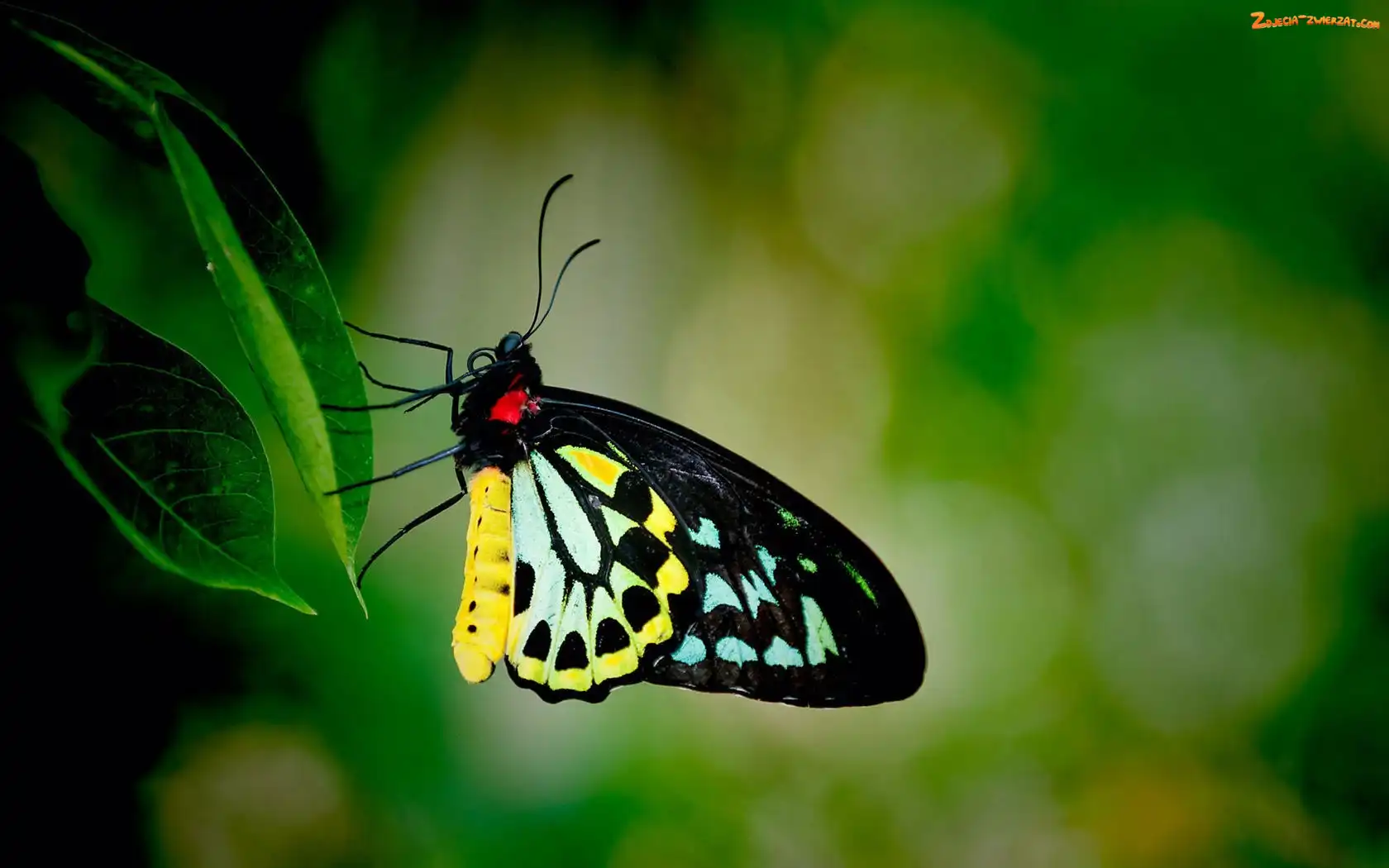 Żółty, Motyl, Czarno