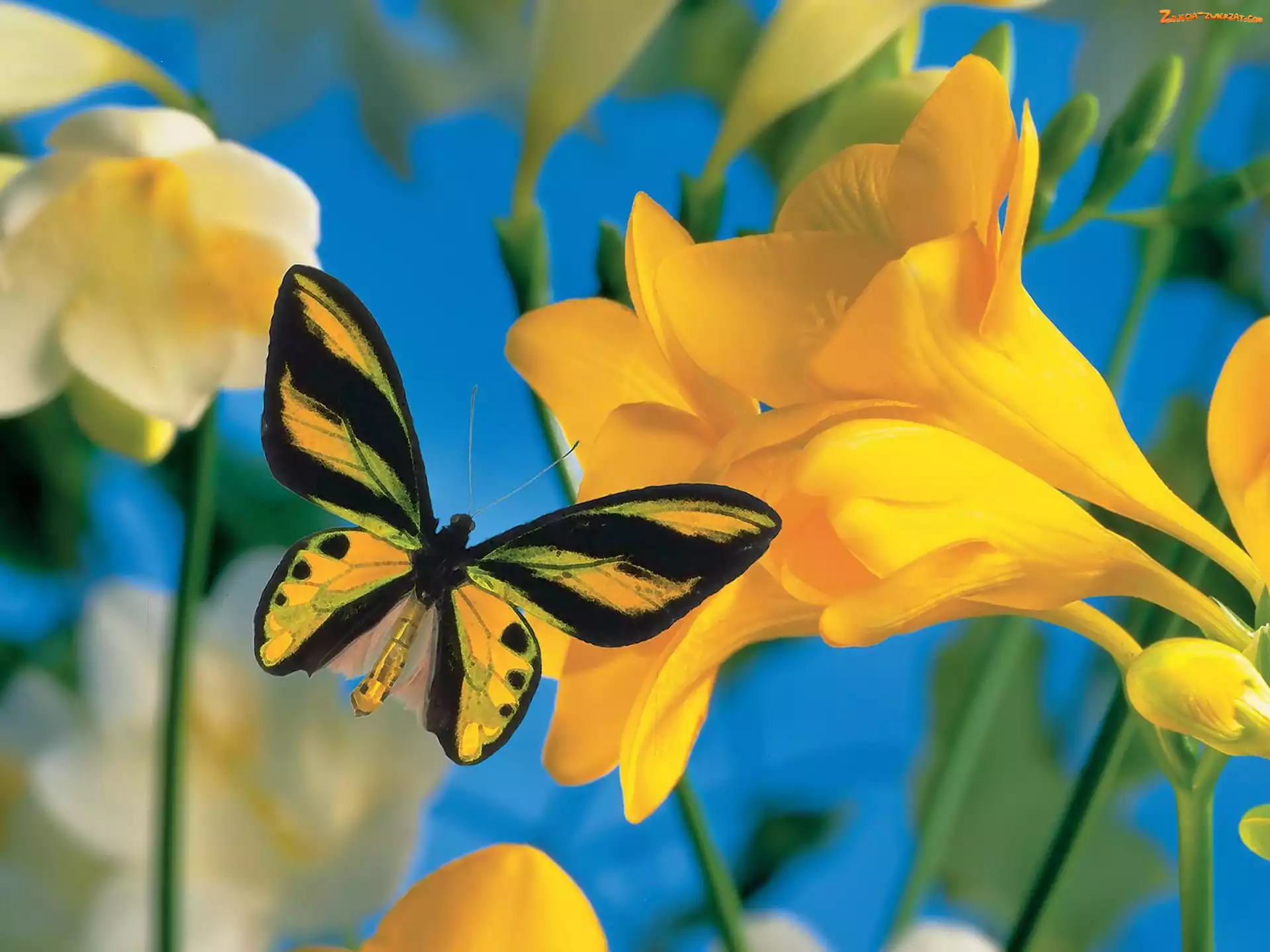 Motyl, Frezja, Żółty, Kwiat