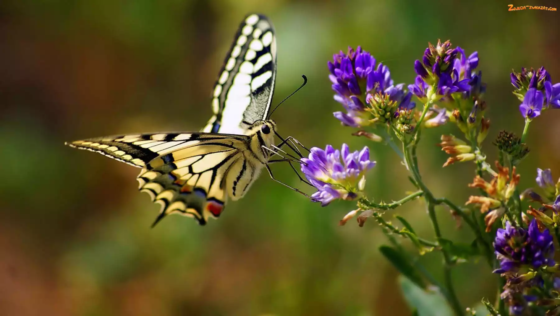 Motyl, Kwiat, Żółty, Fioletowy