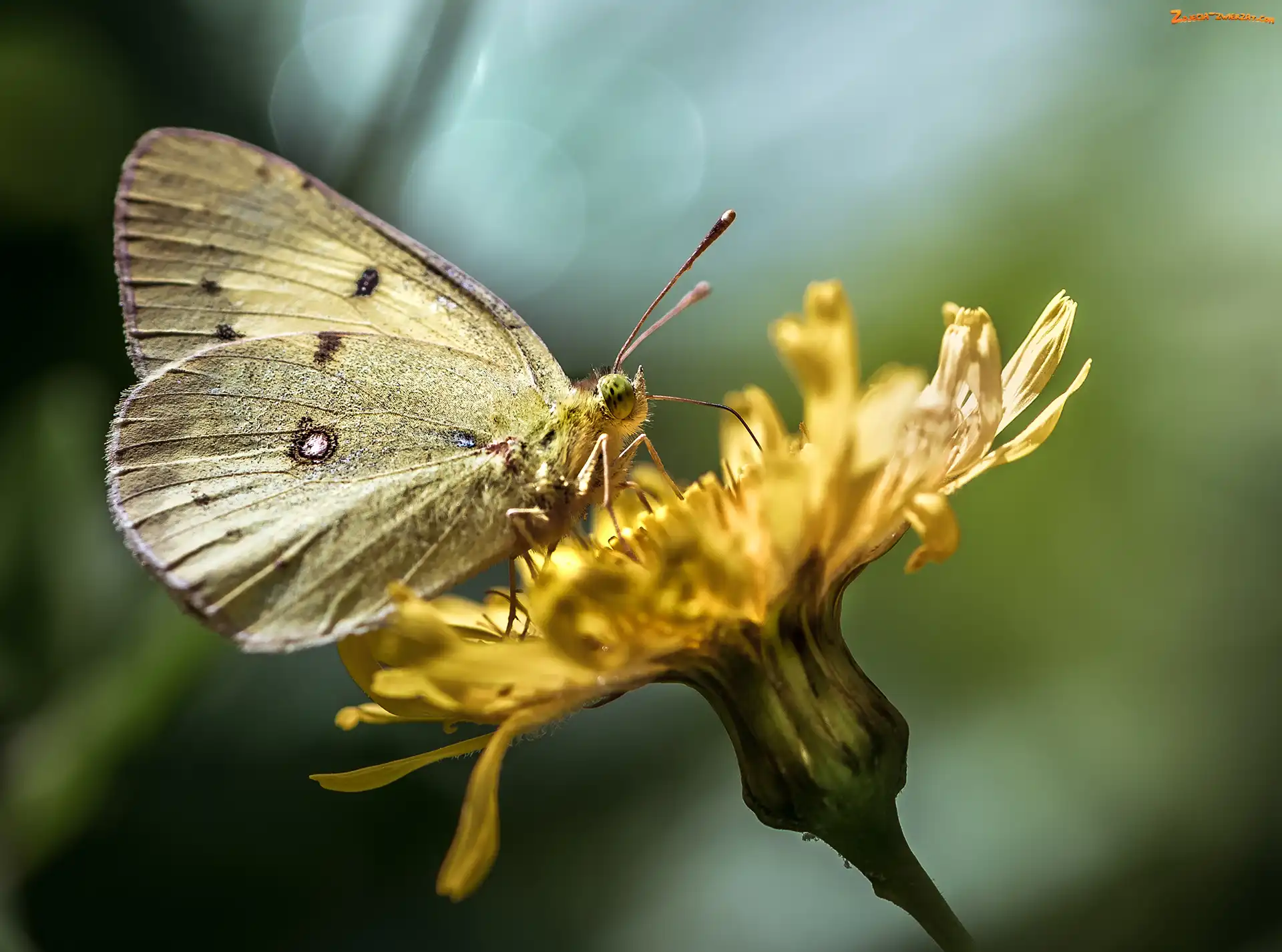 Motyl, Kwiat, Żółty, Żółty