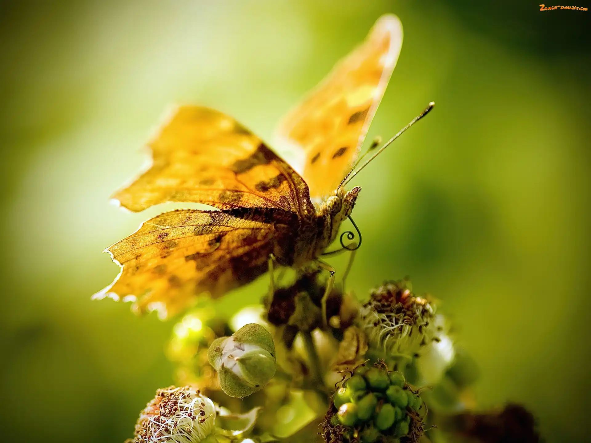 Motyl, Kwiat, Żółty, Skrzydełka