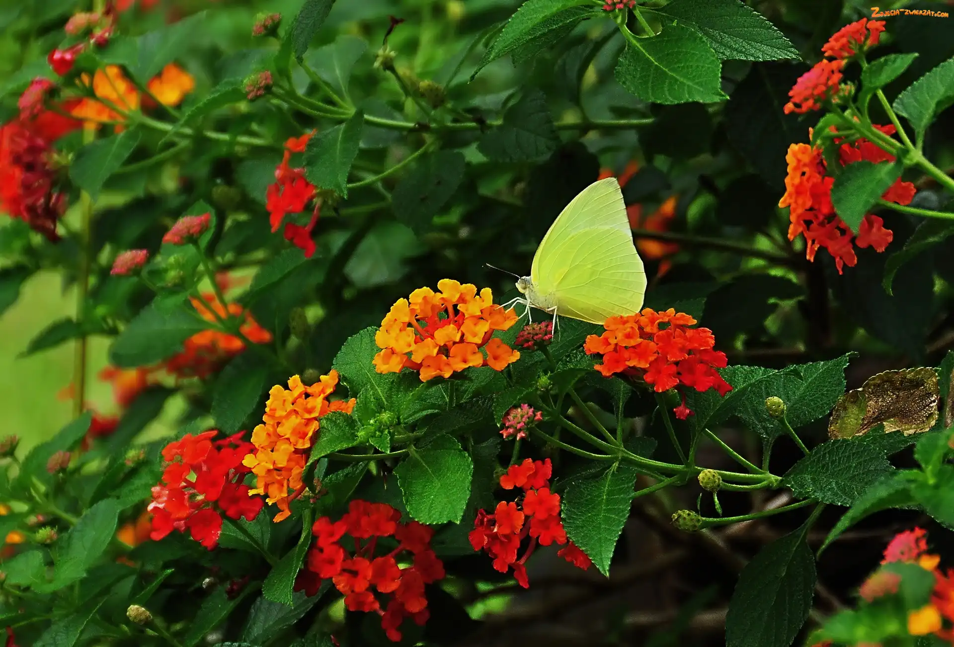 Motyl, Liście, Żółty, Kwiaty