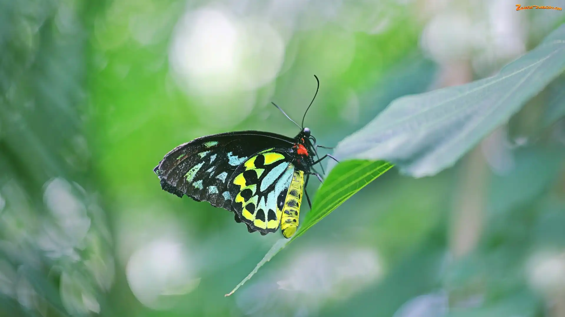 Kolorowy, Motyl, Liść, Ornithoptera euphorion