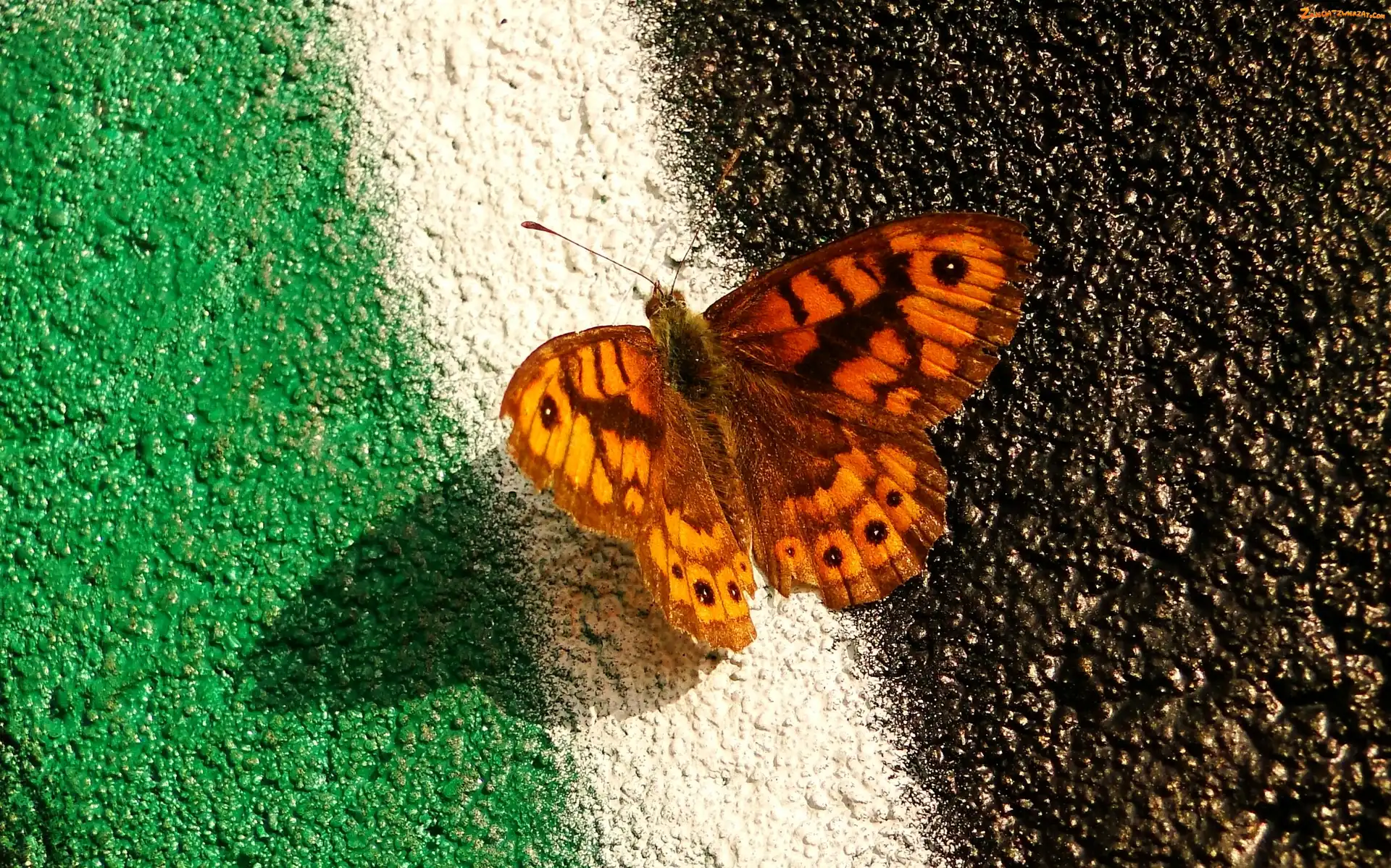 Osadnik megera, Owad, Motyl