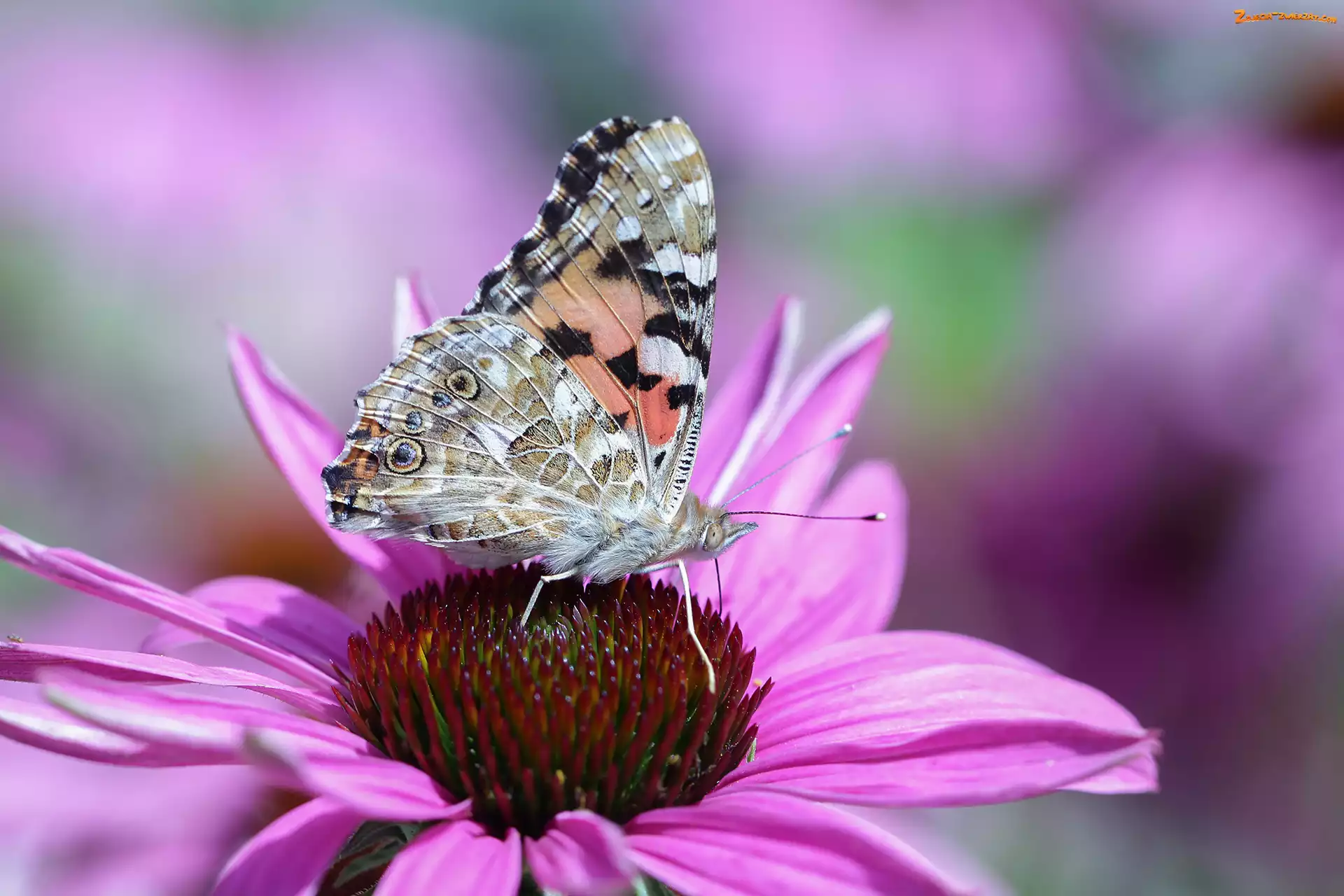 Motyl, Jeżówka, Rusałka osetnik, Kwiat