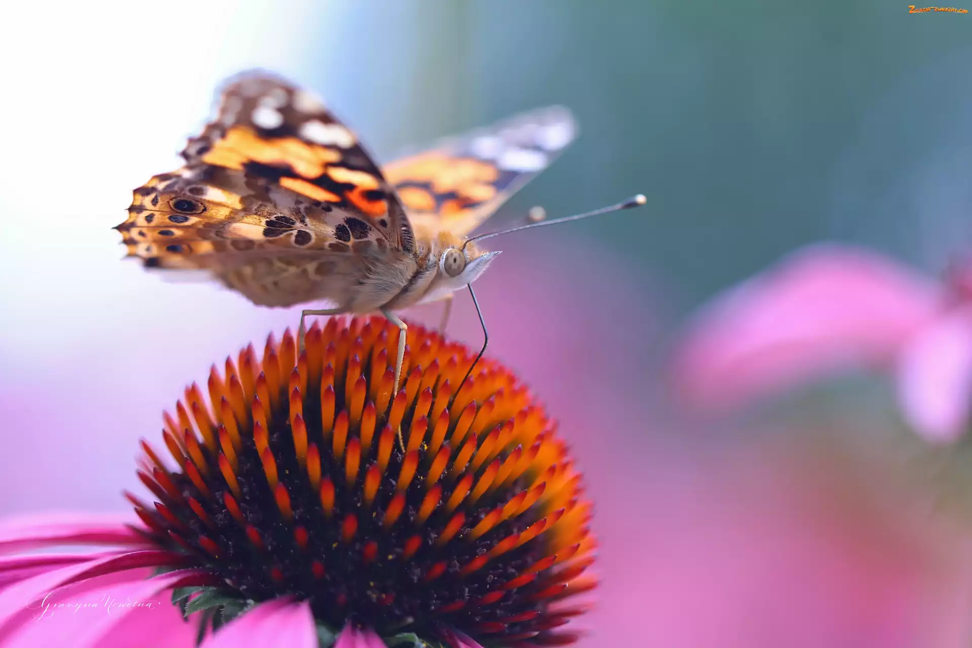 Motyl, Jeżówka, Rusałka Osetnik, Kwiat