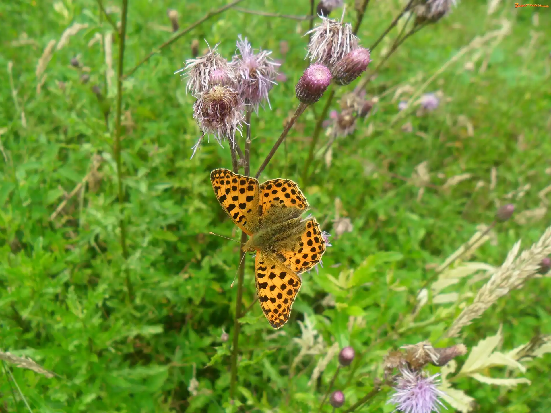 Ostu, Motyl, Kwiaty