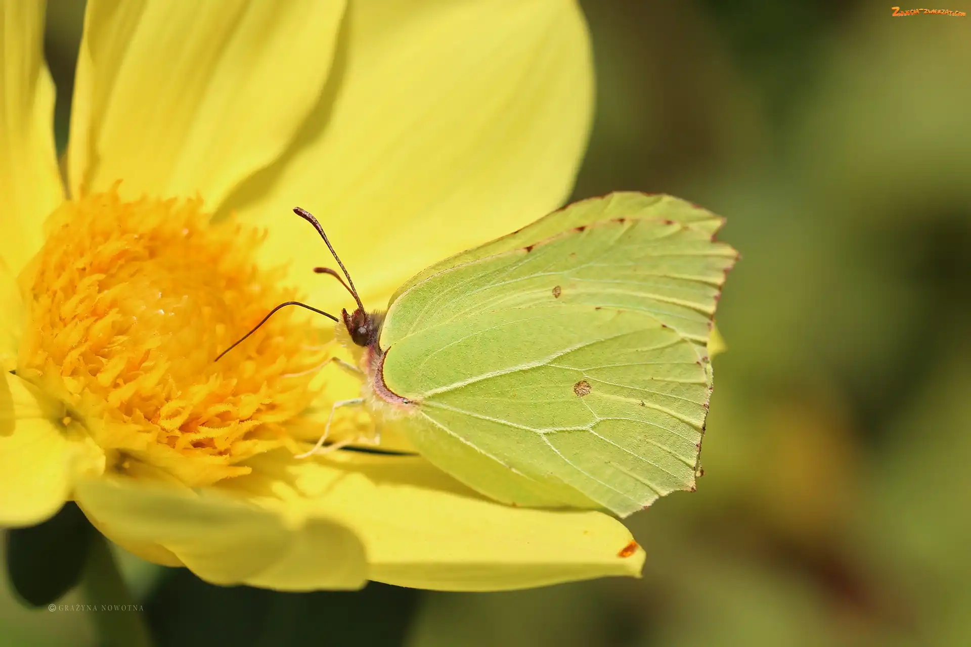 Owad, Motyl, Cytrynek