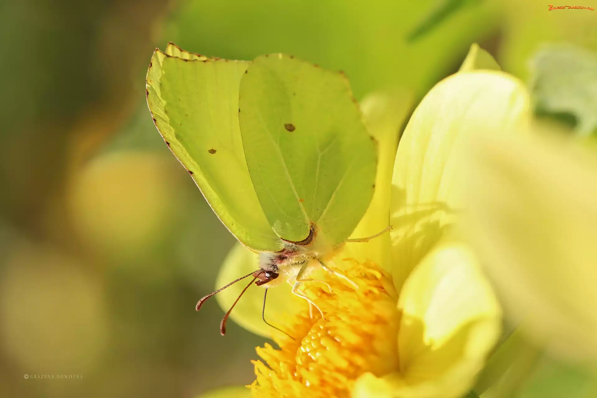 Owad, Motyl, Cytrynek