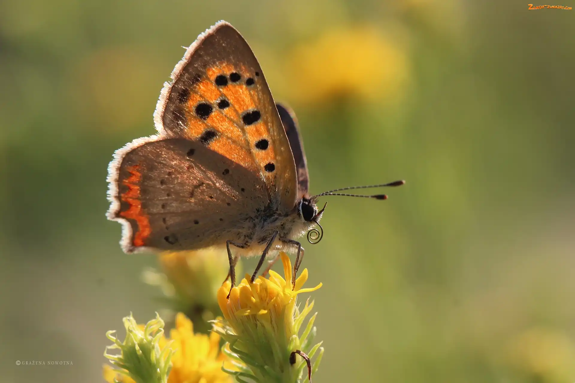 Owad, Motyl, Czerwończyk