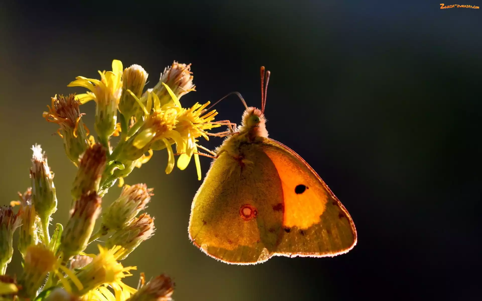 Motyl, Kwiat, Owad, Żółty