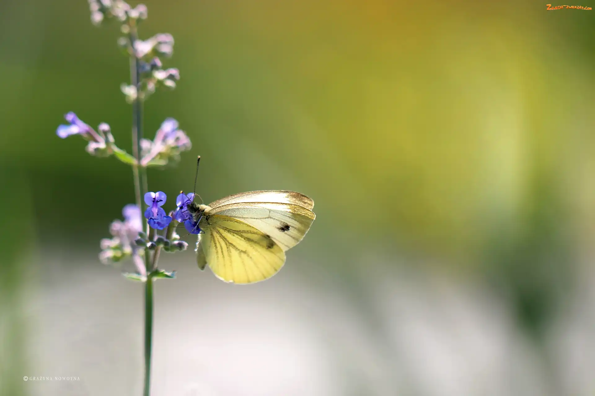 Owad, Motyl, Kwiat