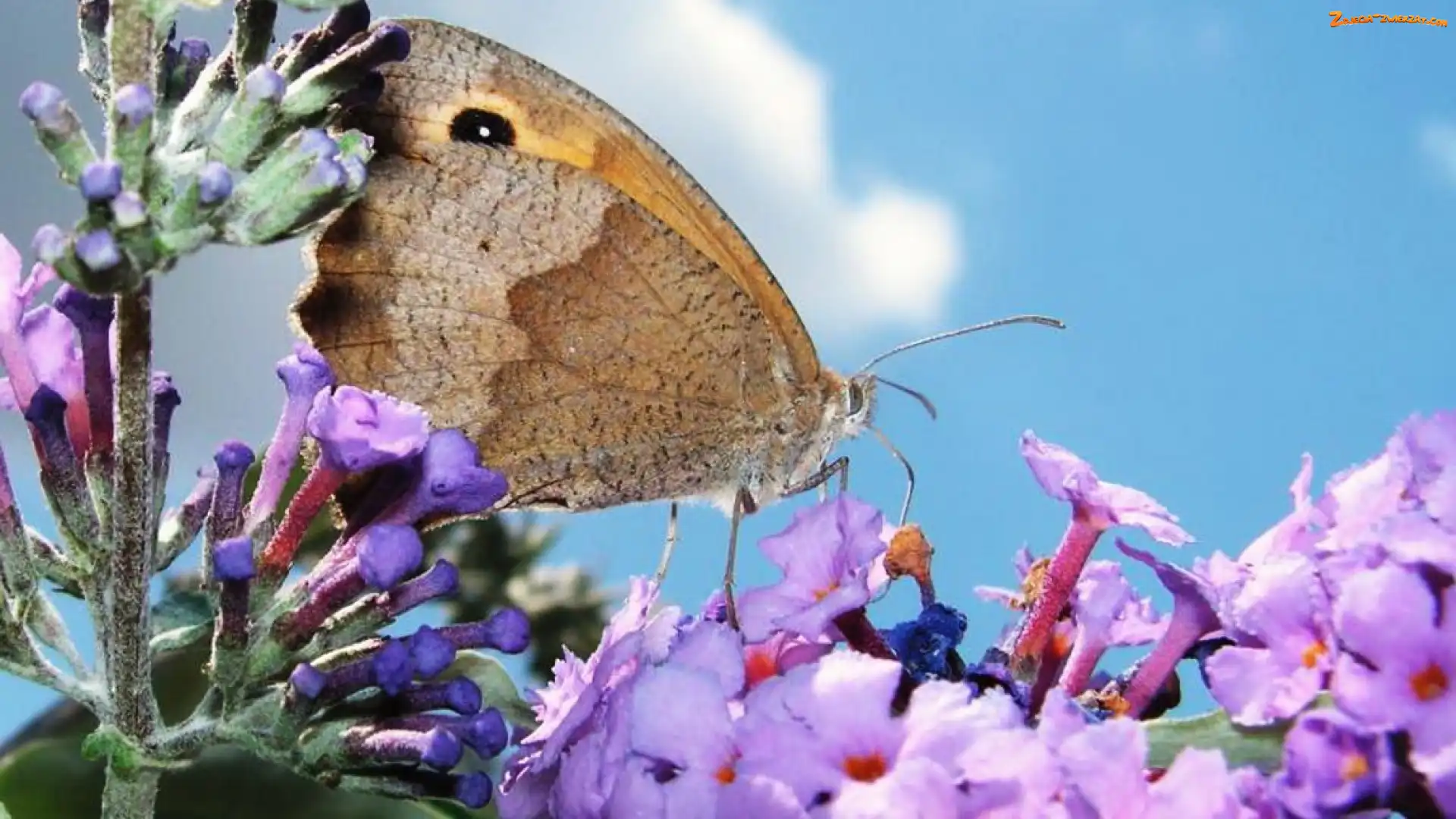 Motyl, Kwiaty, Owad, Kolorowe