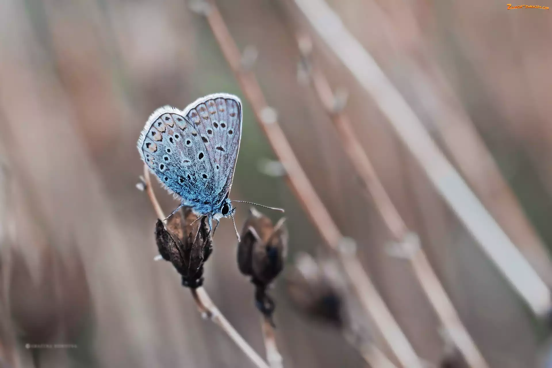 Owad, Motyl, Modraszek