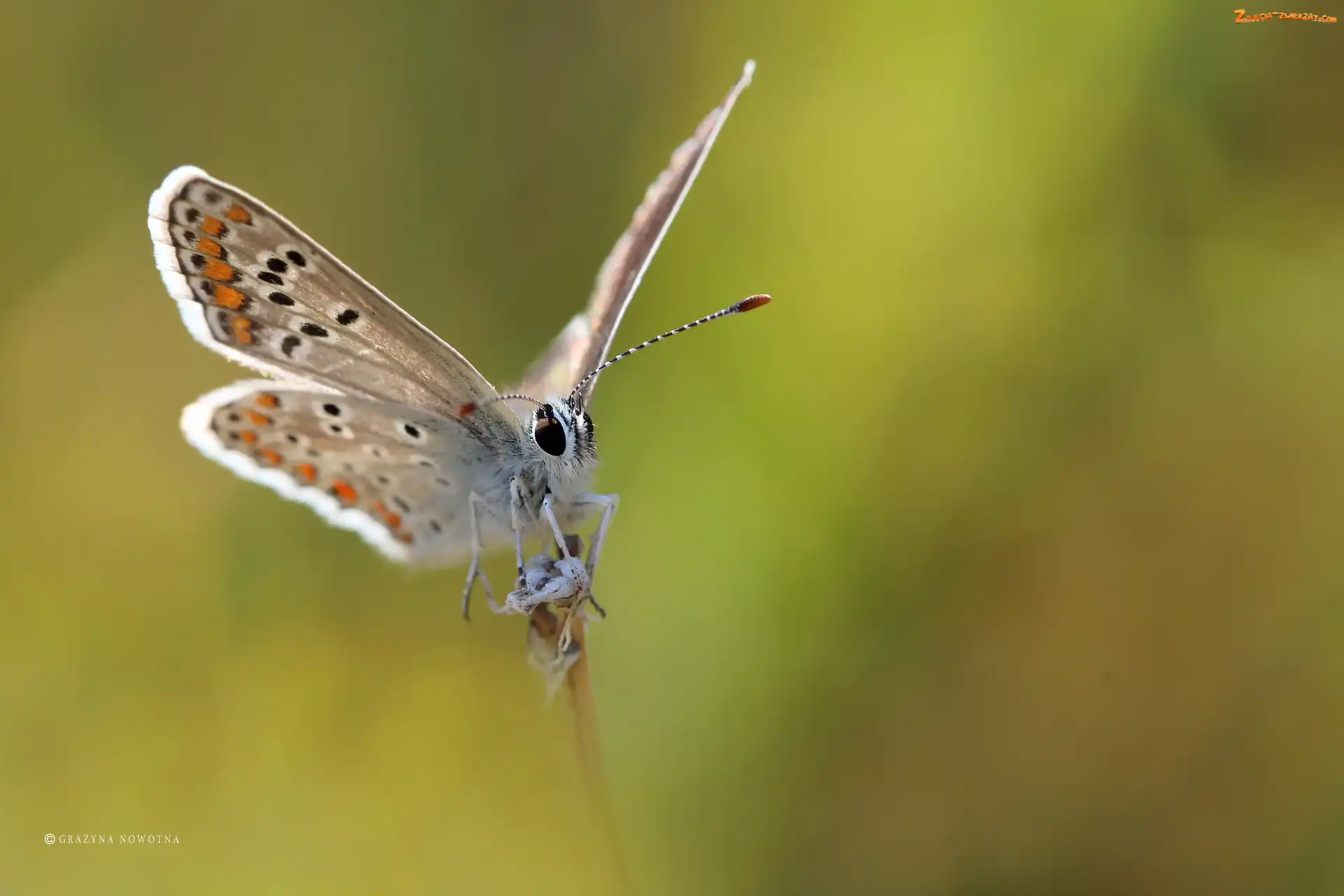 Owad, Motyl, Modraszek