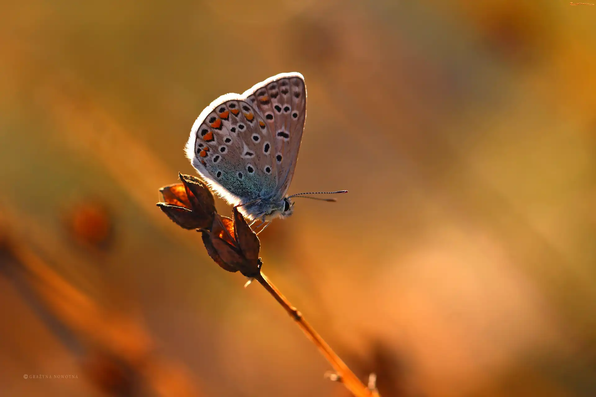 Owad, Motyl, Modraszek