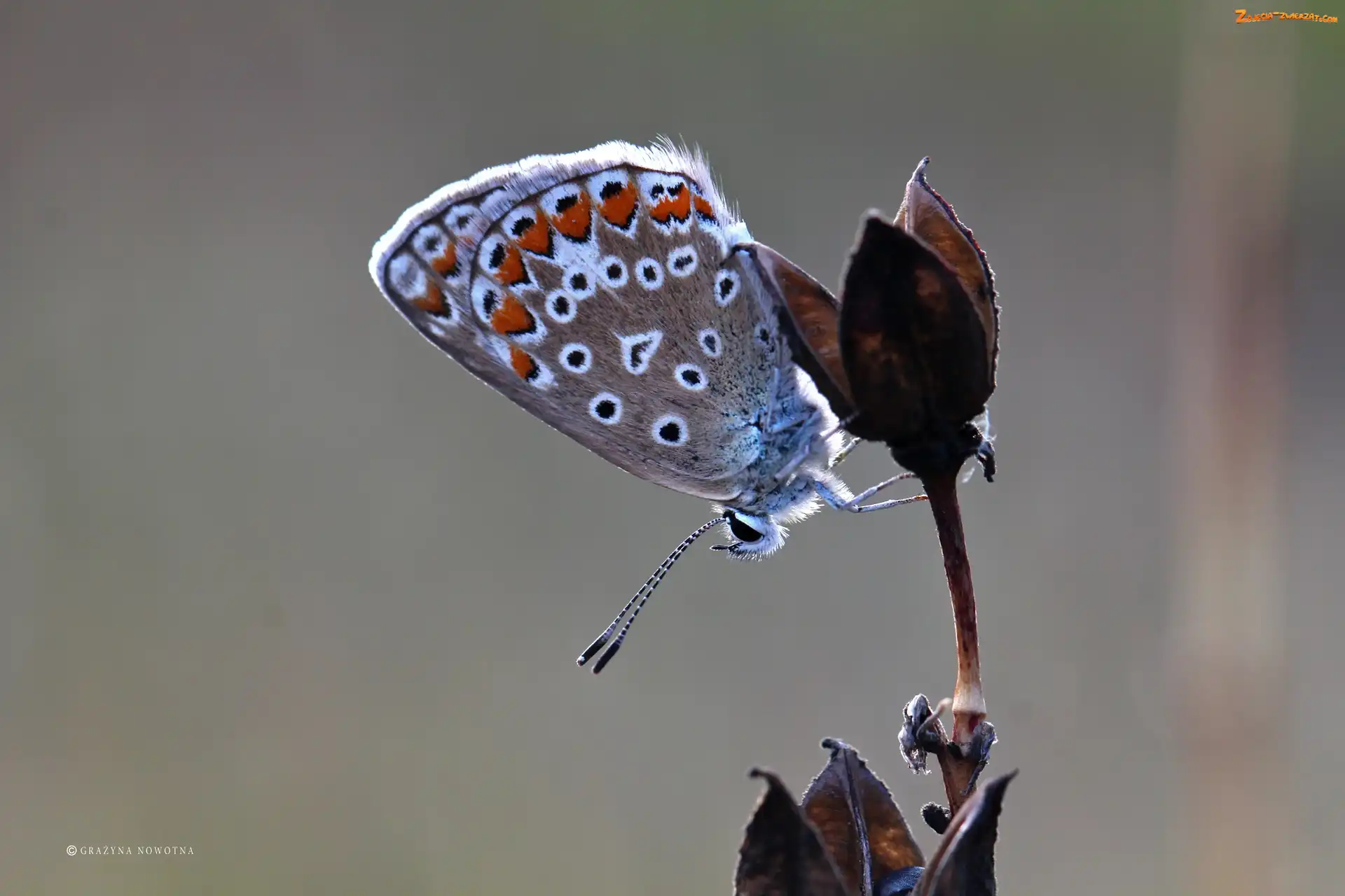 Owad, Motyl, Modraszek