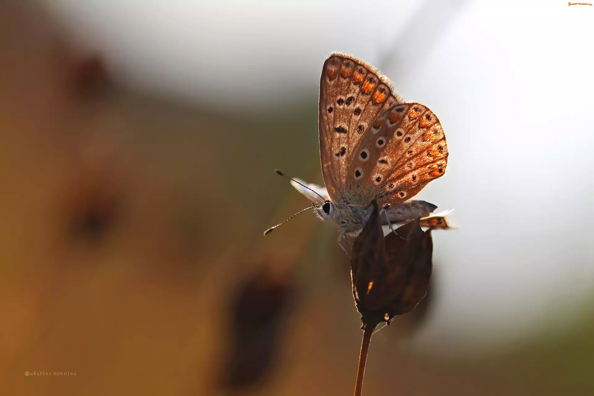 Owad, Motyl, Modraszek