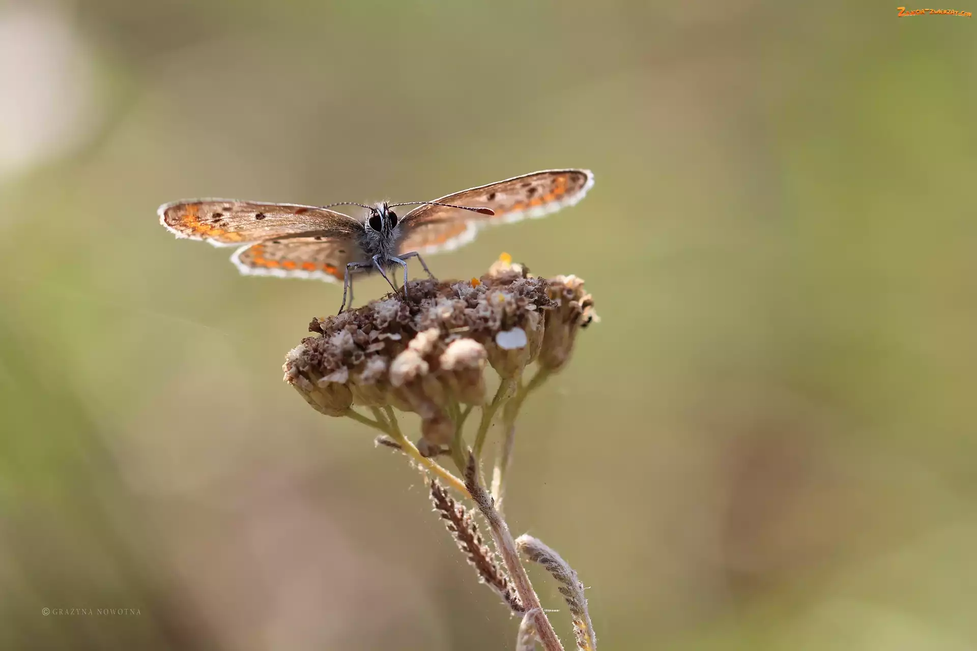 Owad, Motyl, Modraszek