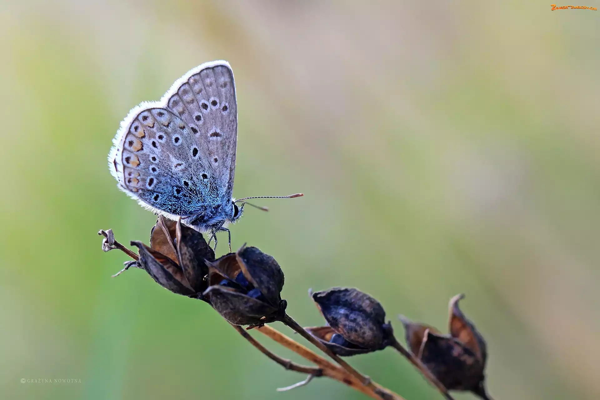 Owad, Motyl, Modraszek