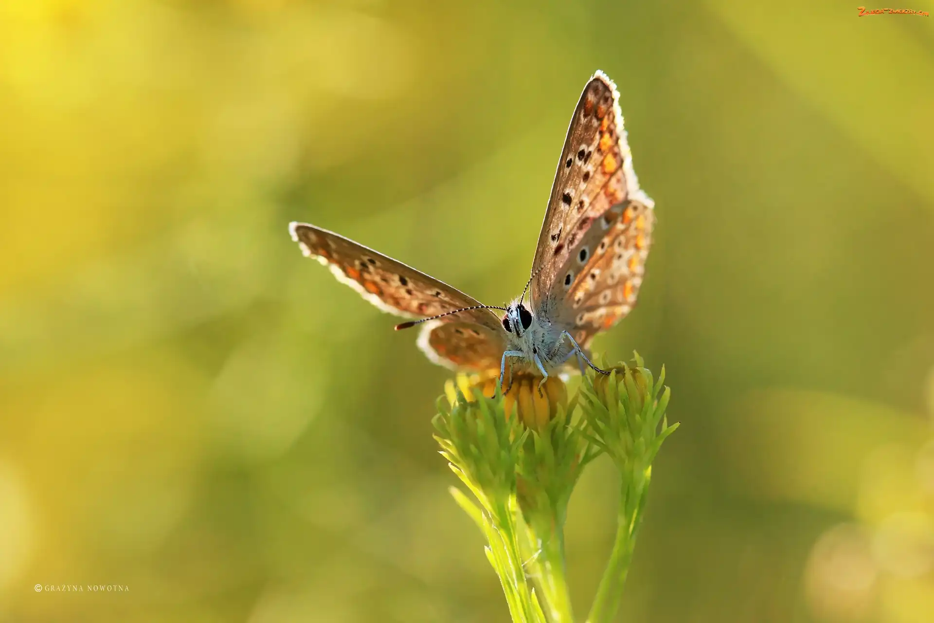 Owad, Motyl, Modraszek