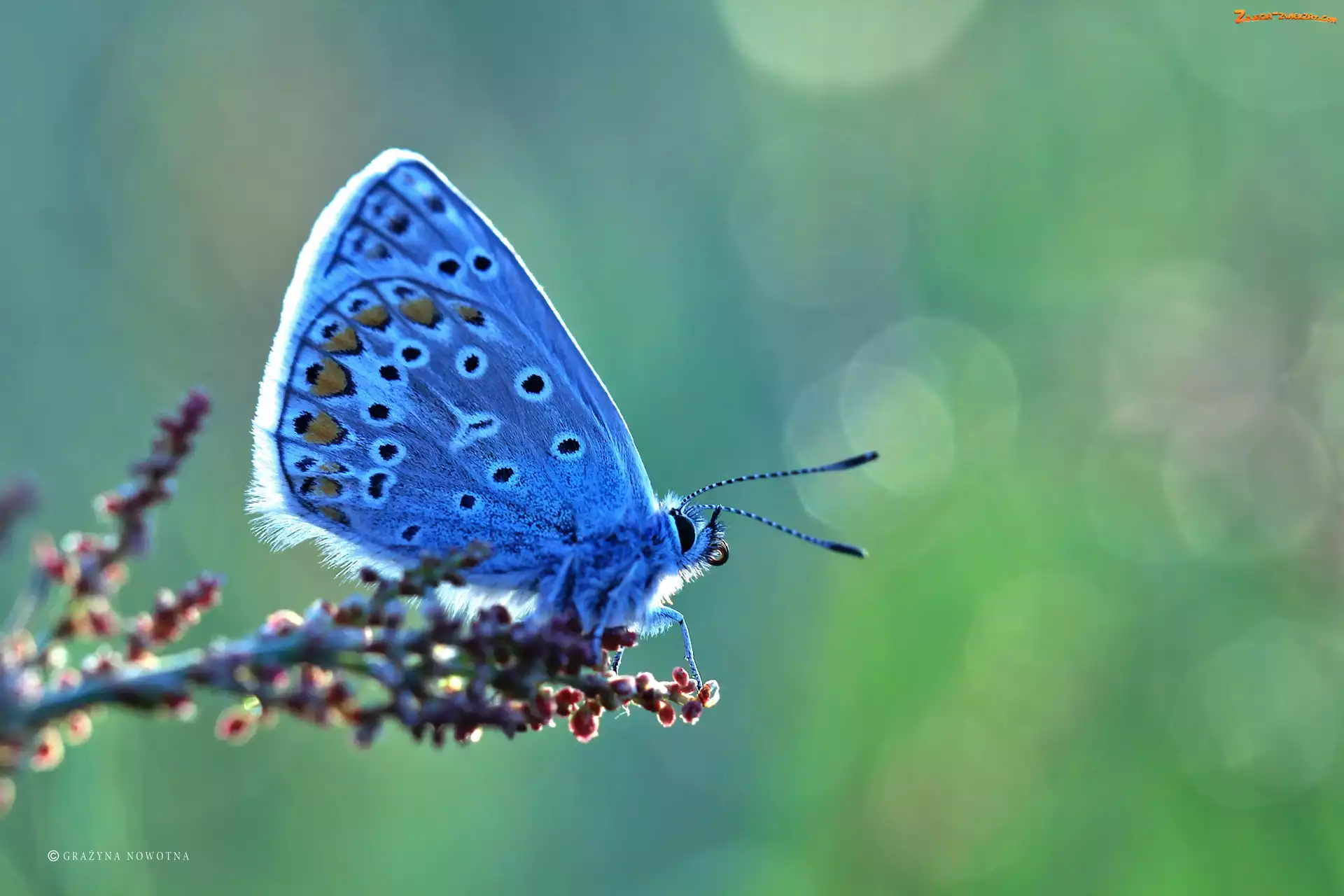 Owad, Motyl, Modraszek