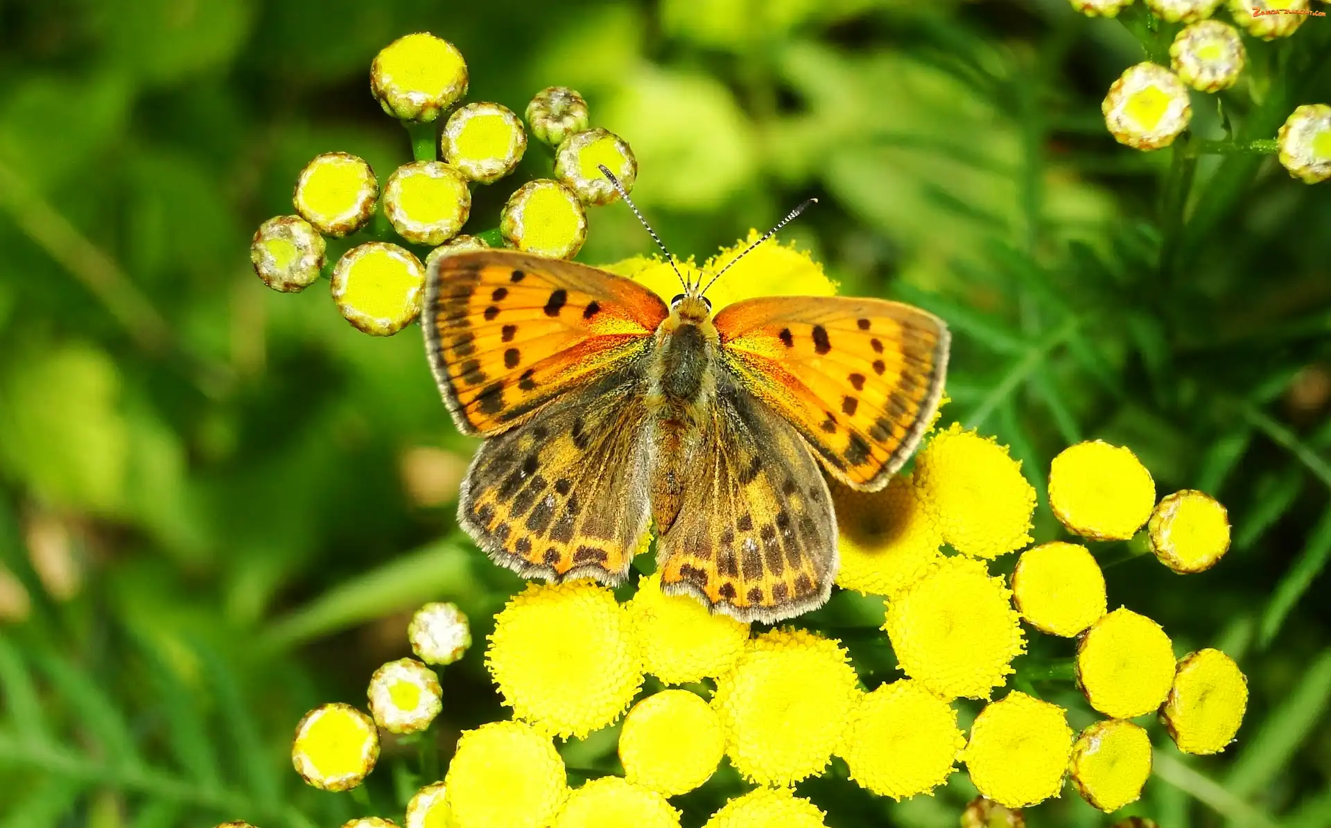 Motyl, Czerwończyk żarek, Owad, Modraszek
