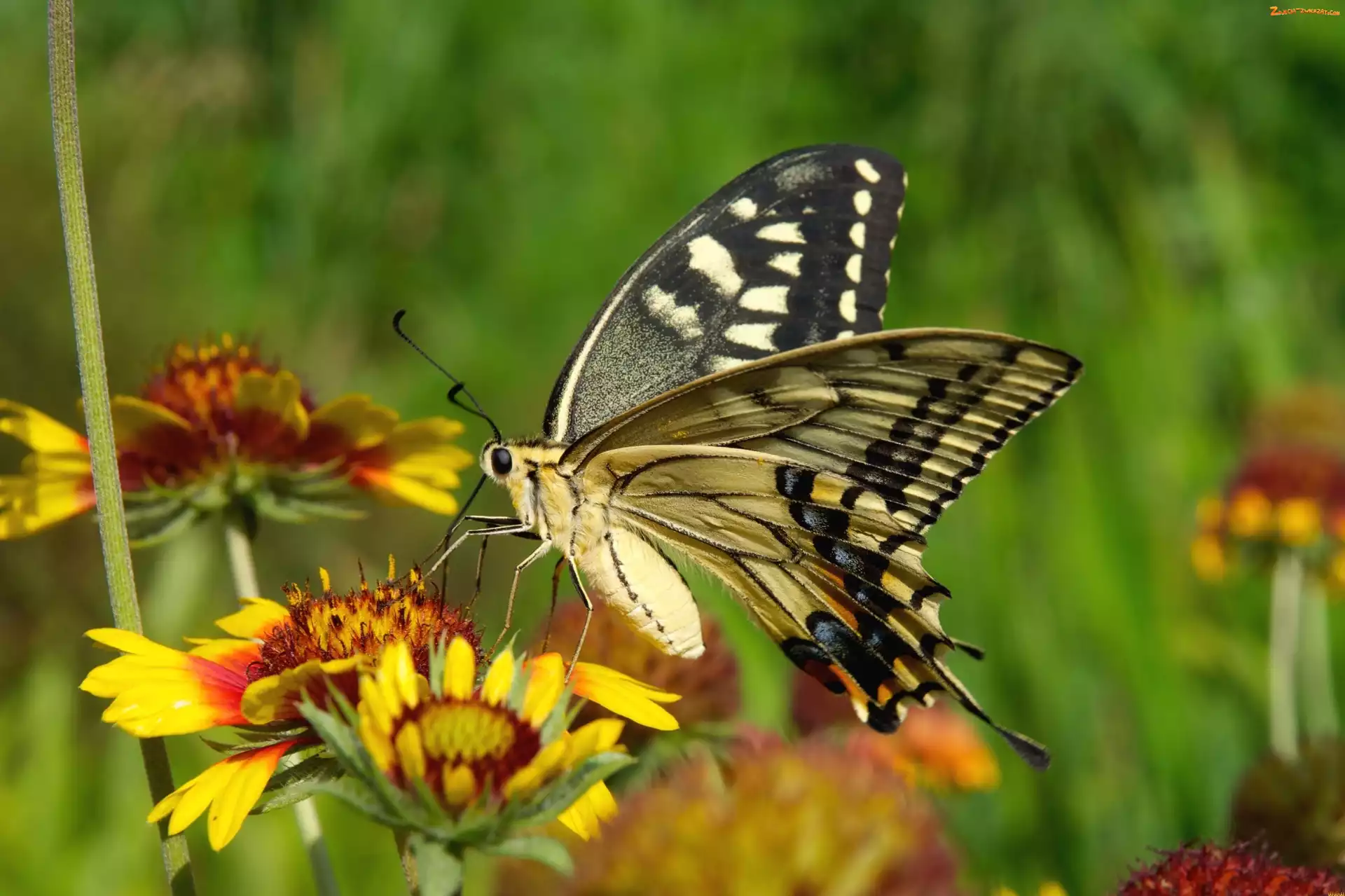 Motyl, Paź królowej, Owady, Kwiaty