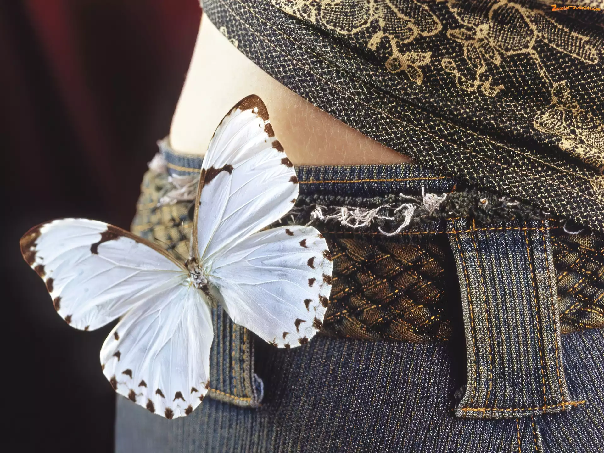 Pas, Motyl, Jeans
