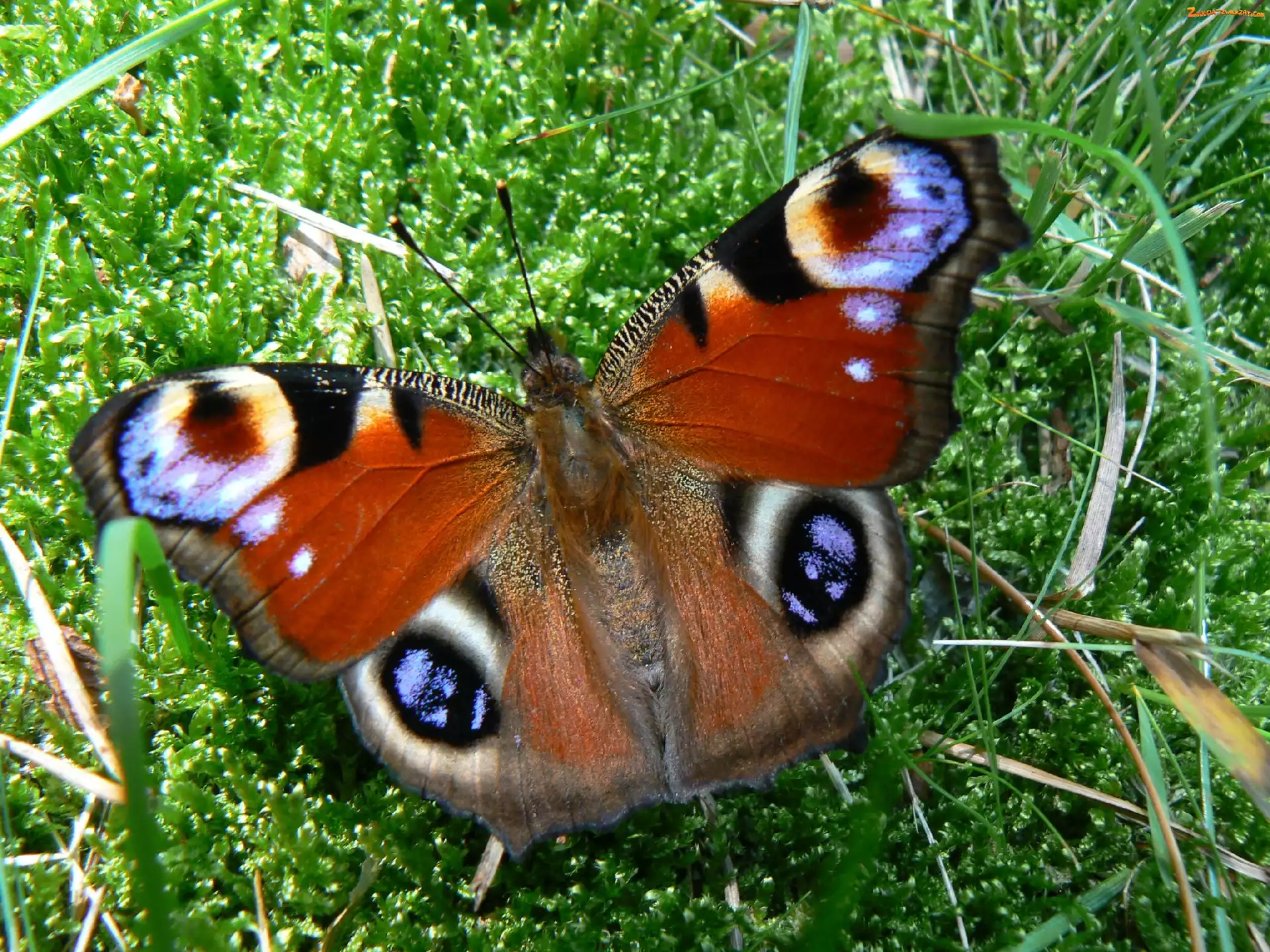 Motyl, Mech, Rusałka Pawik, Trawa