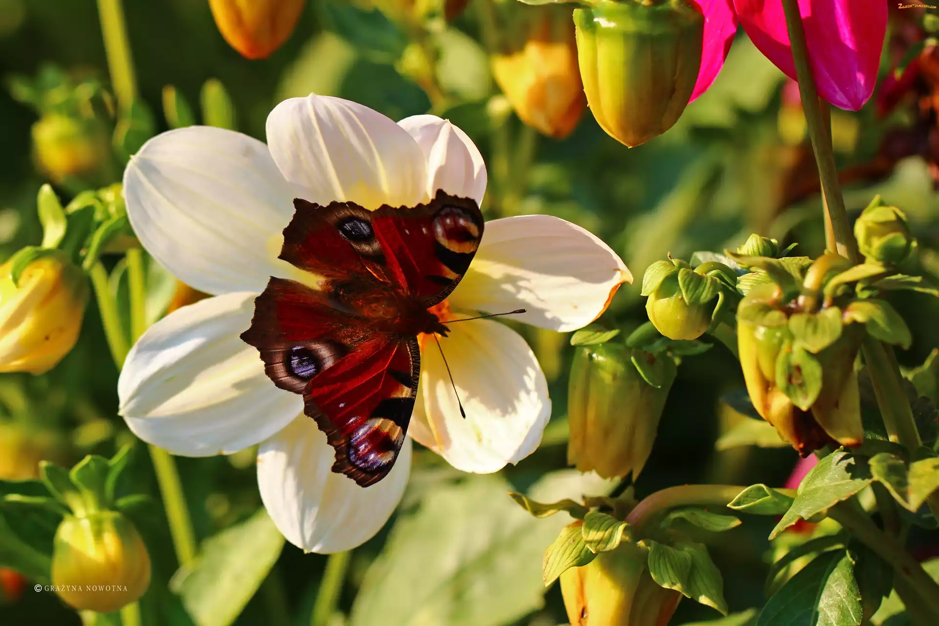 Motyl, Owad, Rusałka Pawik, Czerwony