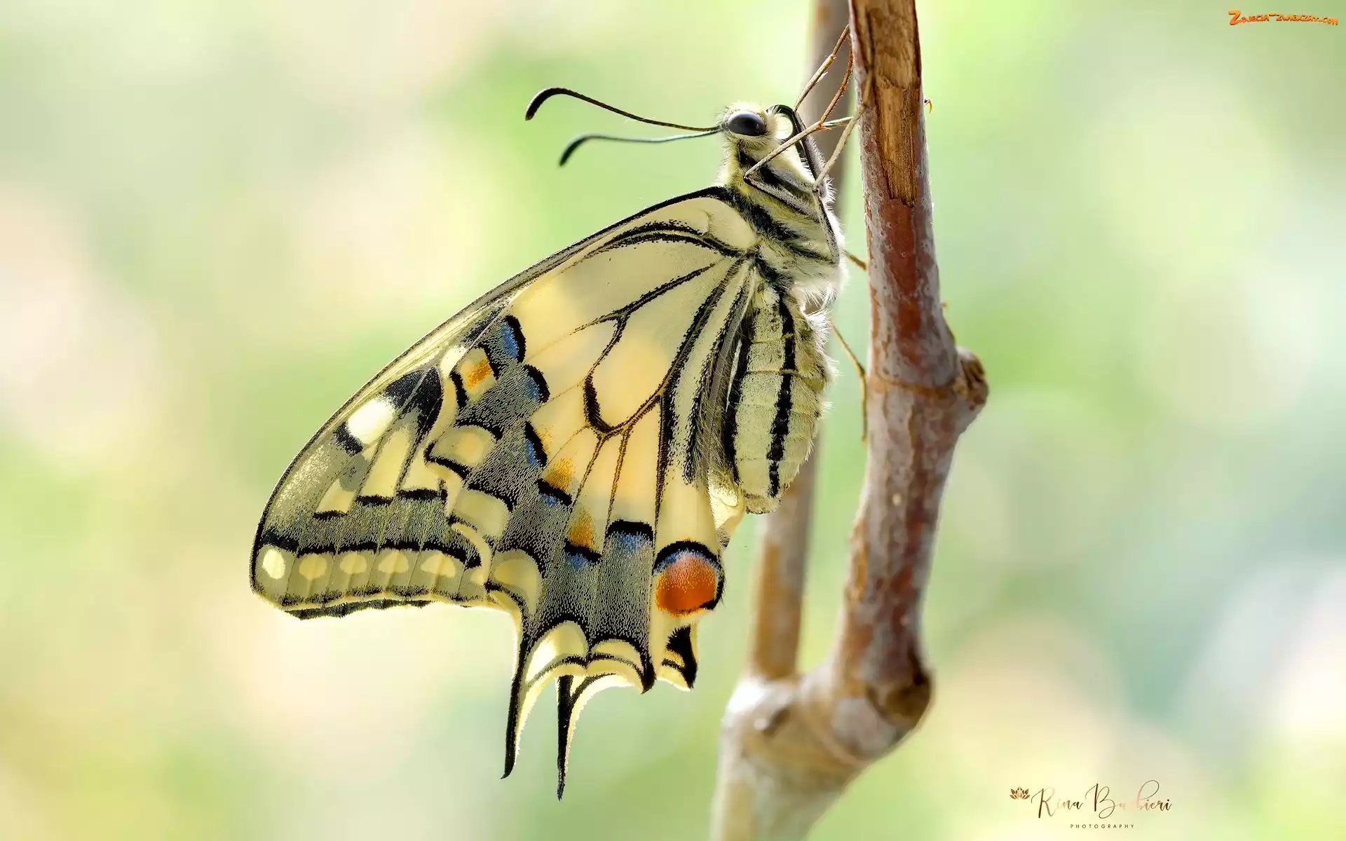 Motyl, Gałązka, Makro, Paź królowej