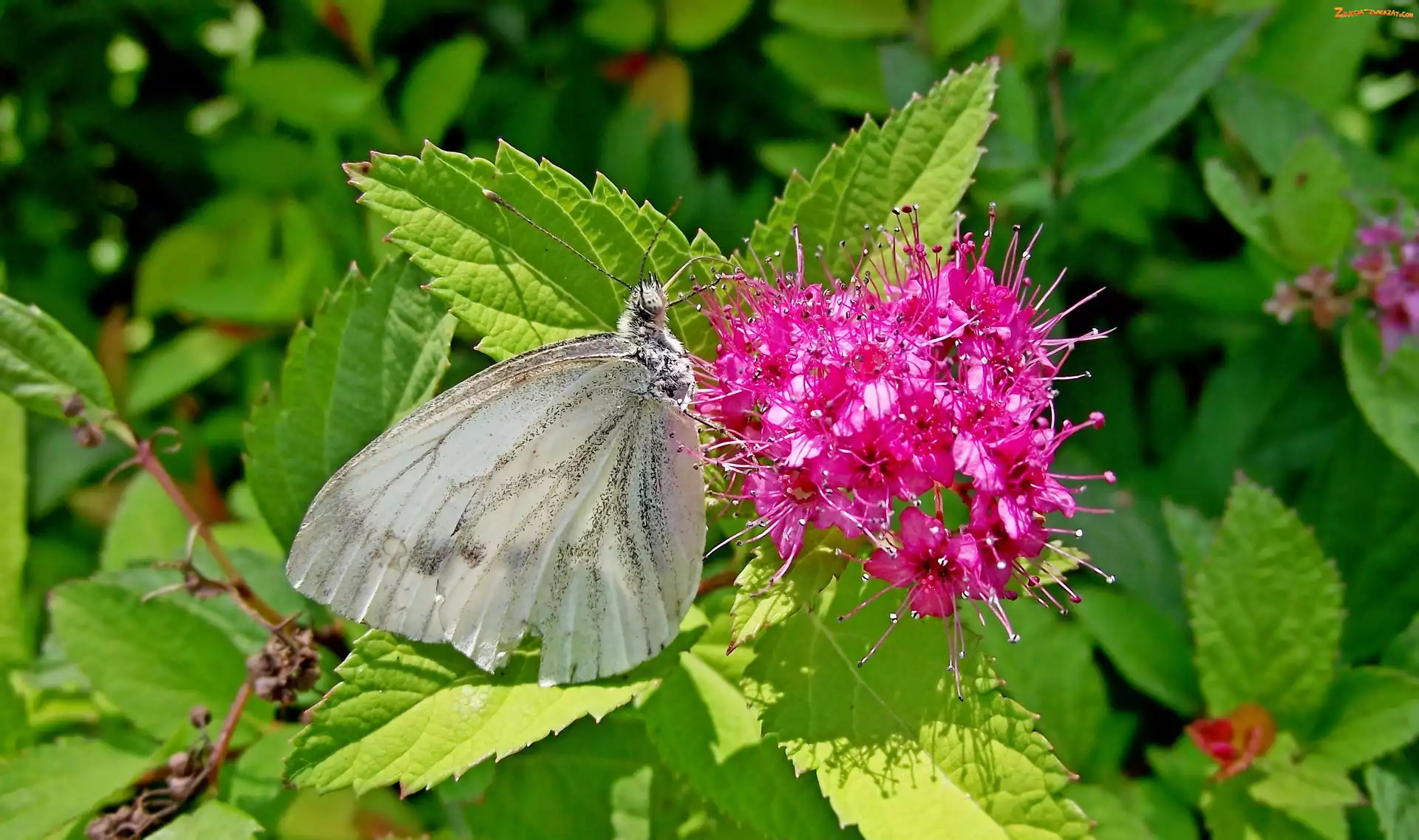 Pęcherznica kalinolistna, Bielinek, Krzew, Motyl