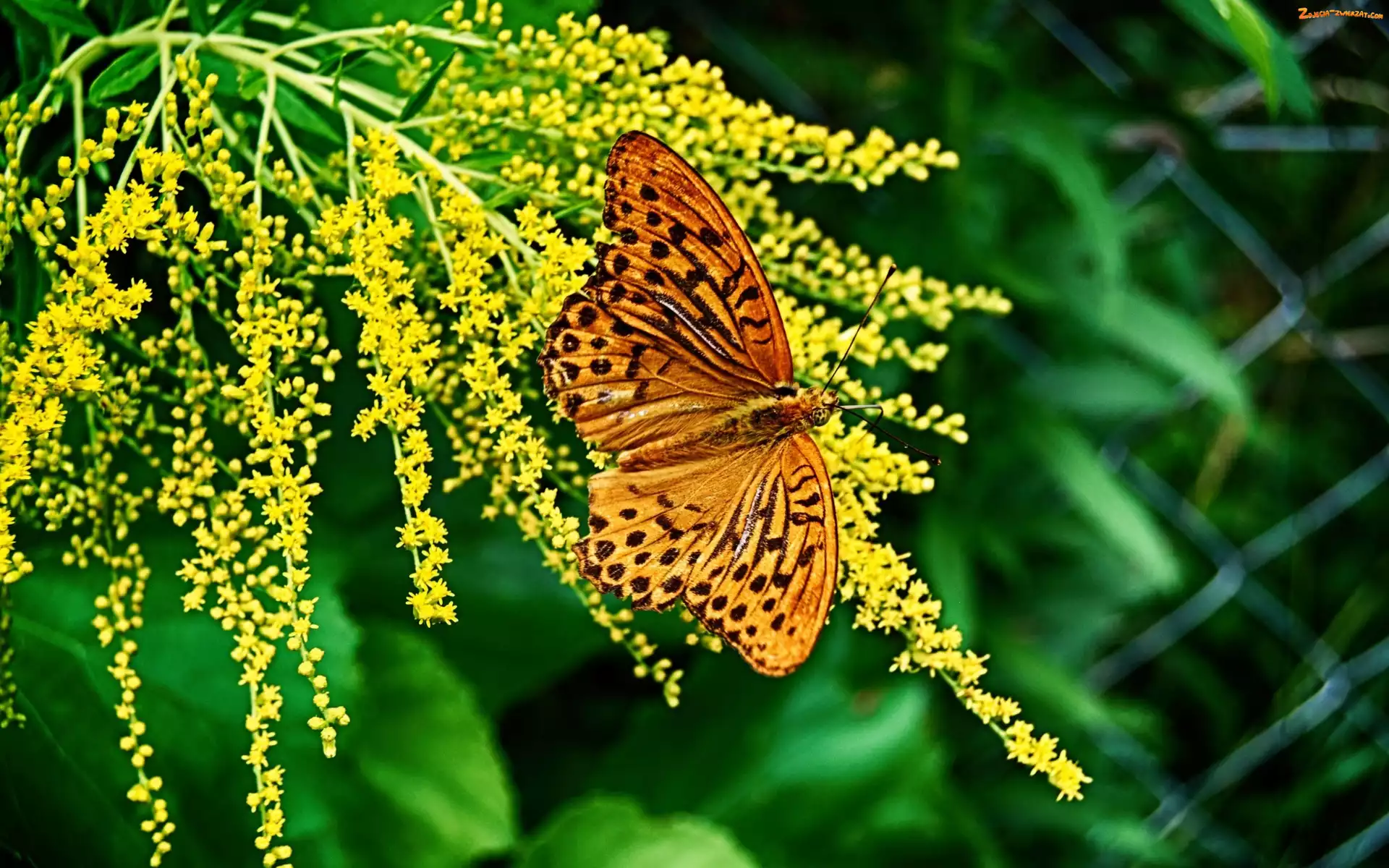 Dostojka, Piękny, Krzew, Żółty, Motyl, Malinowiec