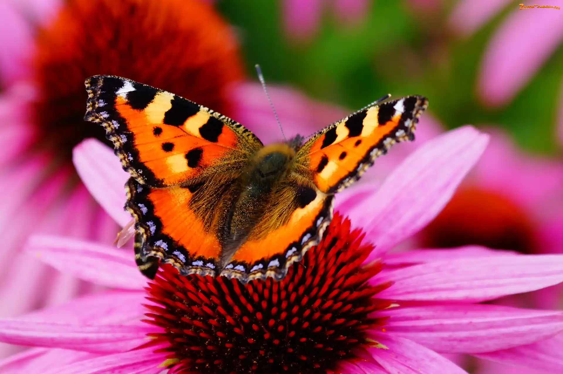 Motyl, Kwiat, Piękny, Różowy
