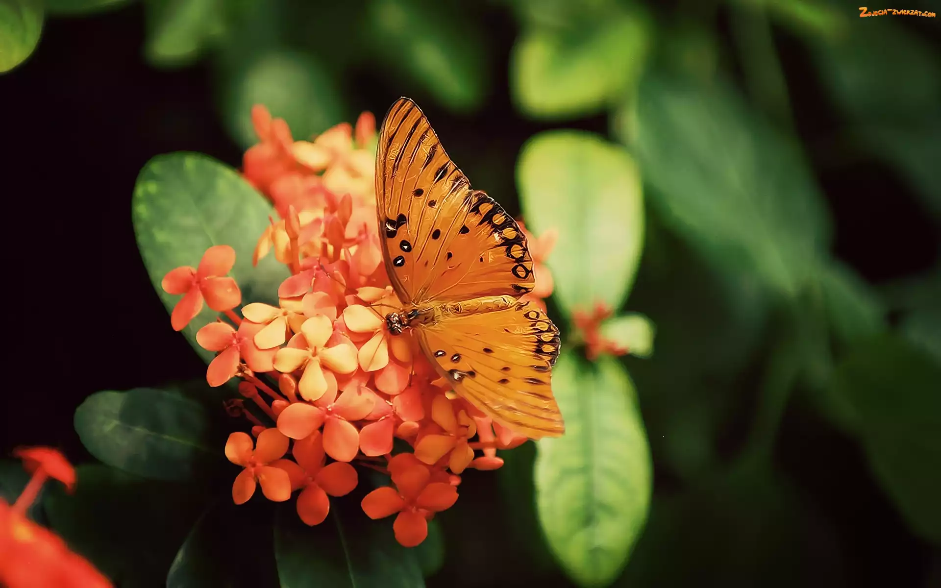 Motyl, Kwiatuszki, Piękny, Pomarańczowe
