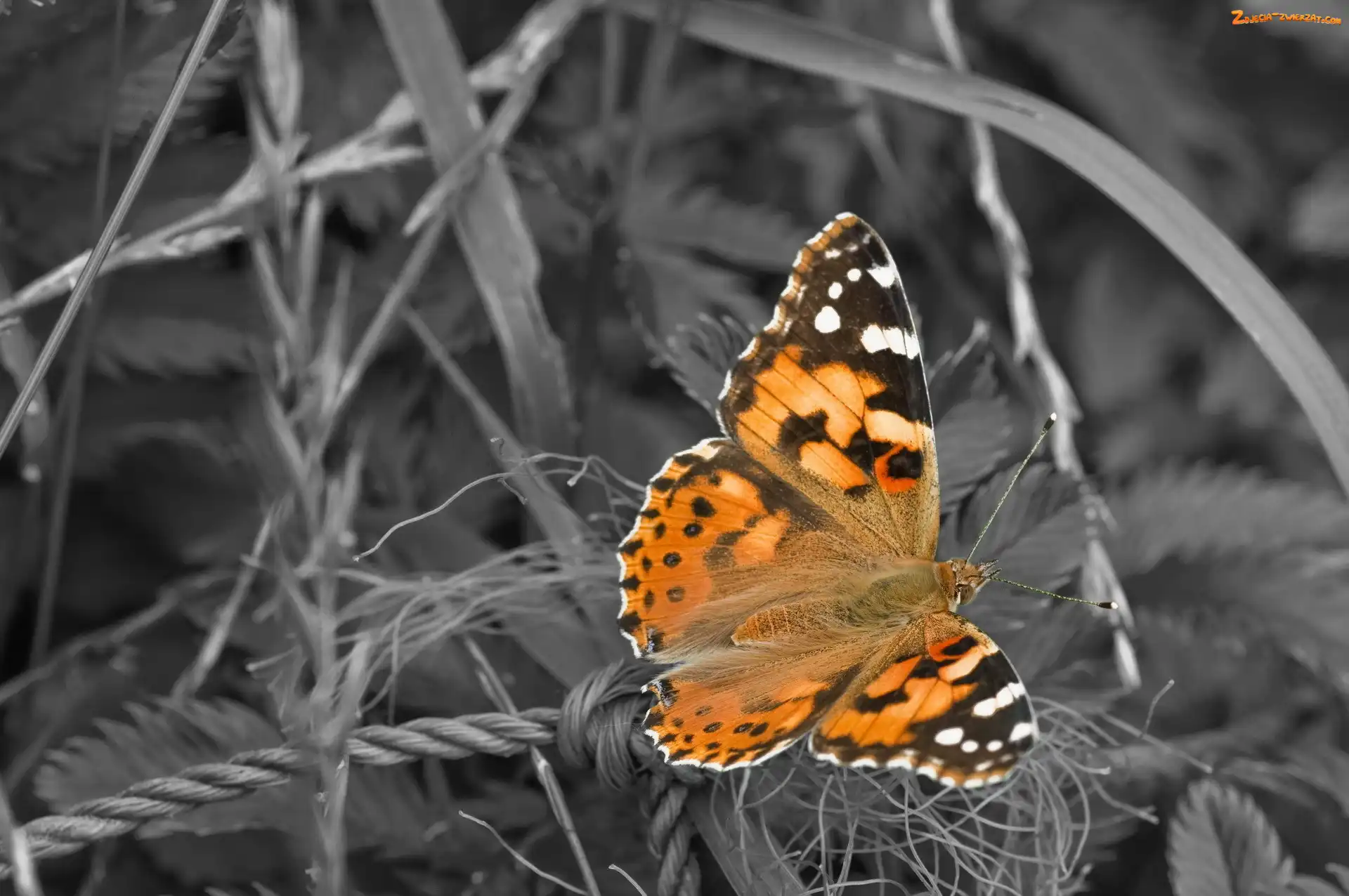 Motyl, Las, Piękny, Trawy