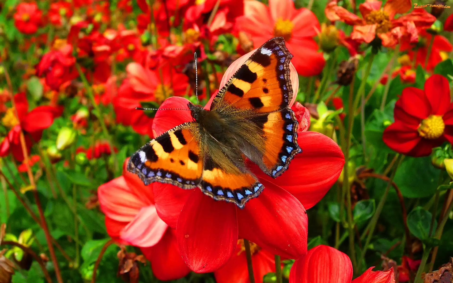 Motyl, Ogród, Piękny, Kwiaty