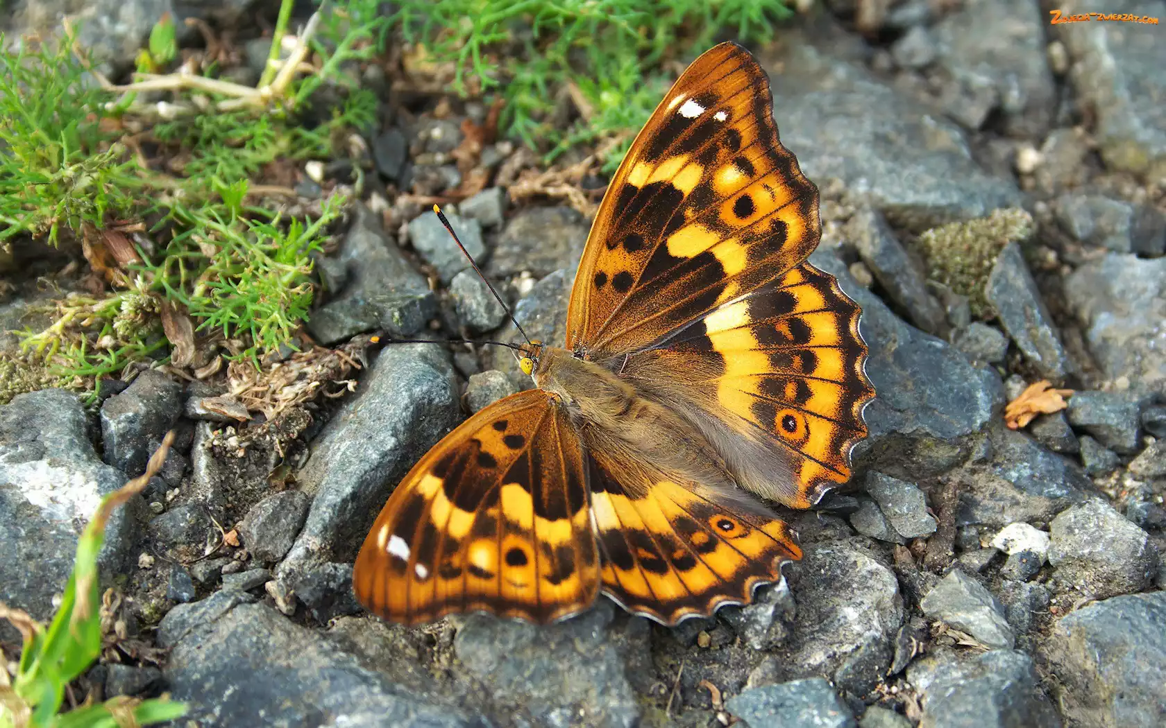 Motyl, Roślinność, Piękny, Kamienie