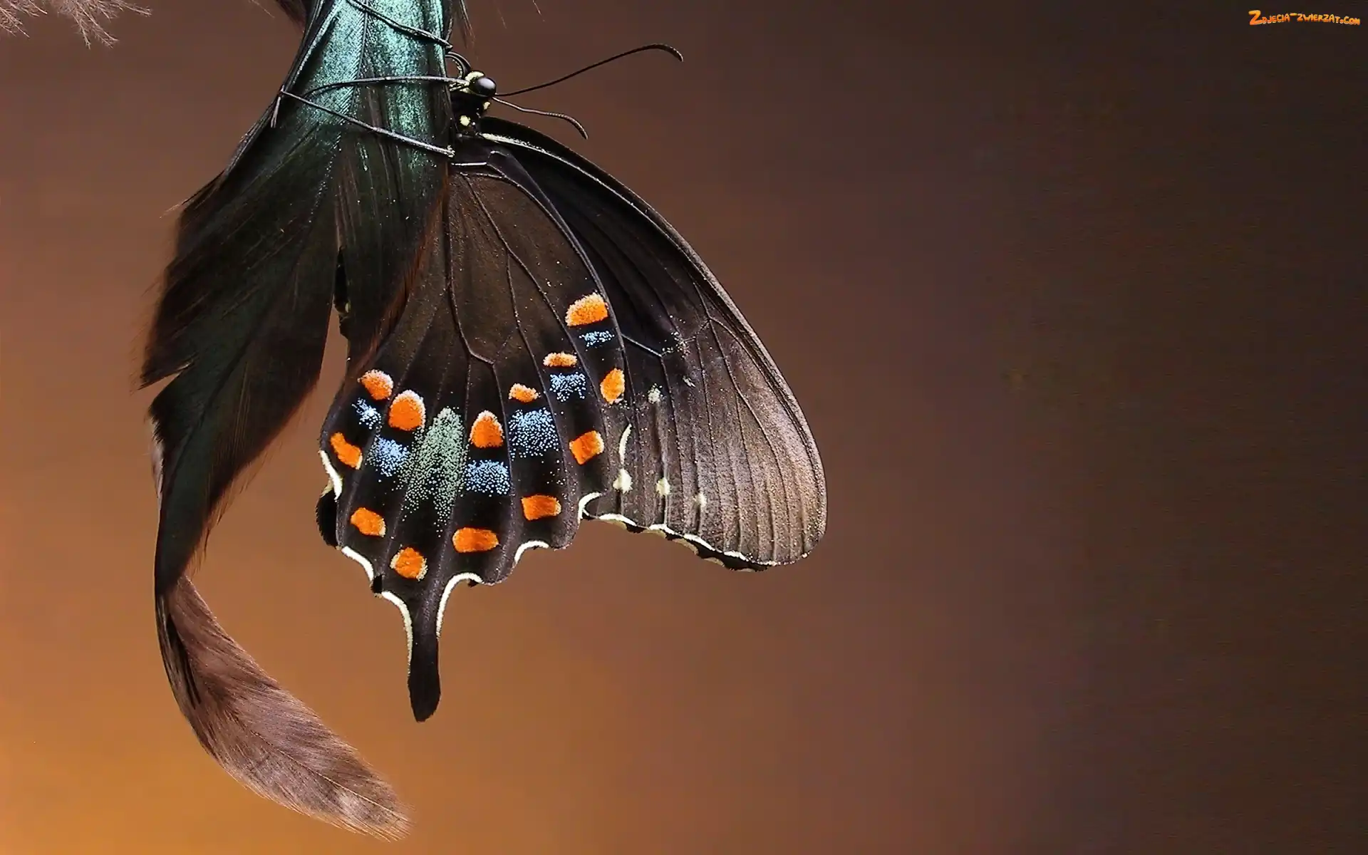 Motyl, Piórko