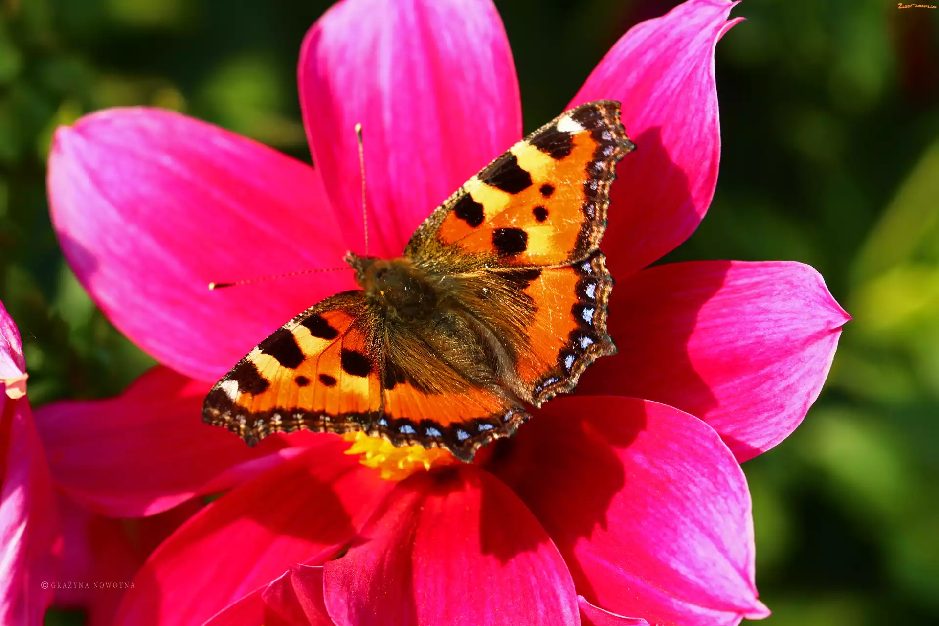 Motyl, Kwiaty, Rusałka Pokrzywnik, Owad
