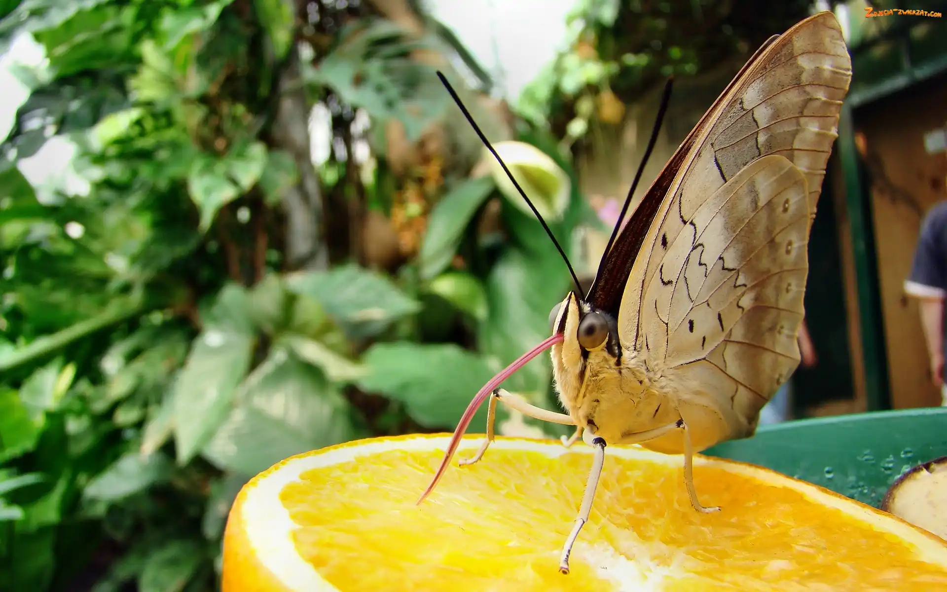 Pomarańcza, Motyl, Język