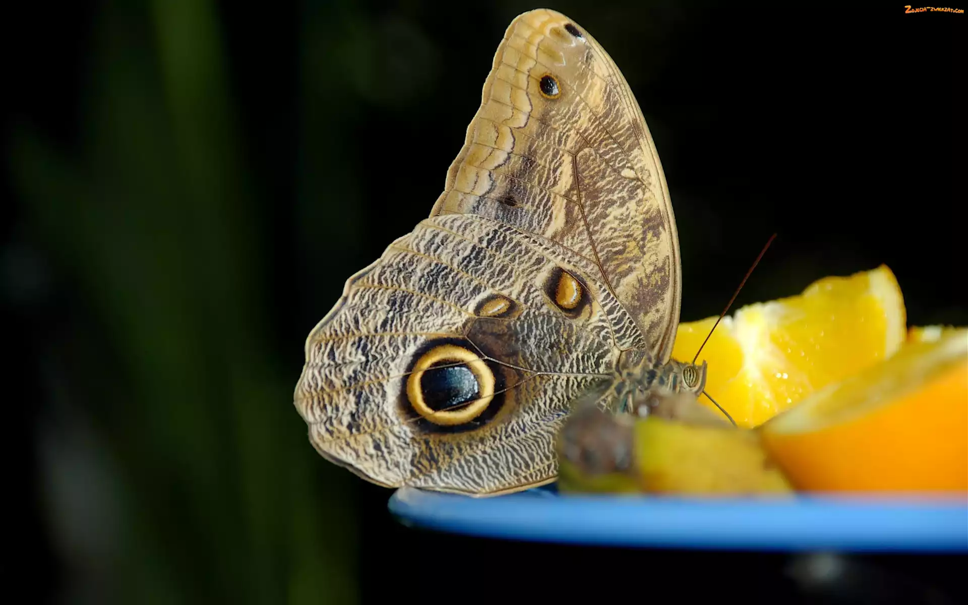 Pomarańcza, Motyl, Oko