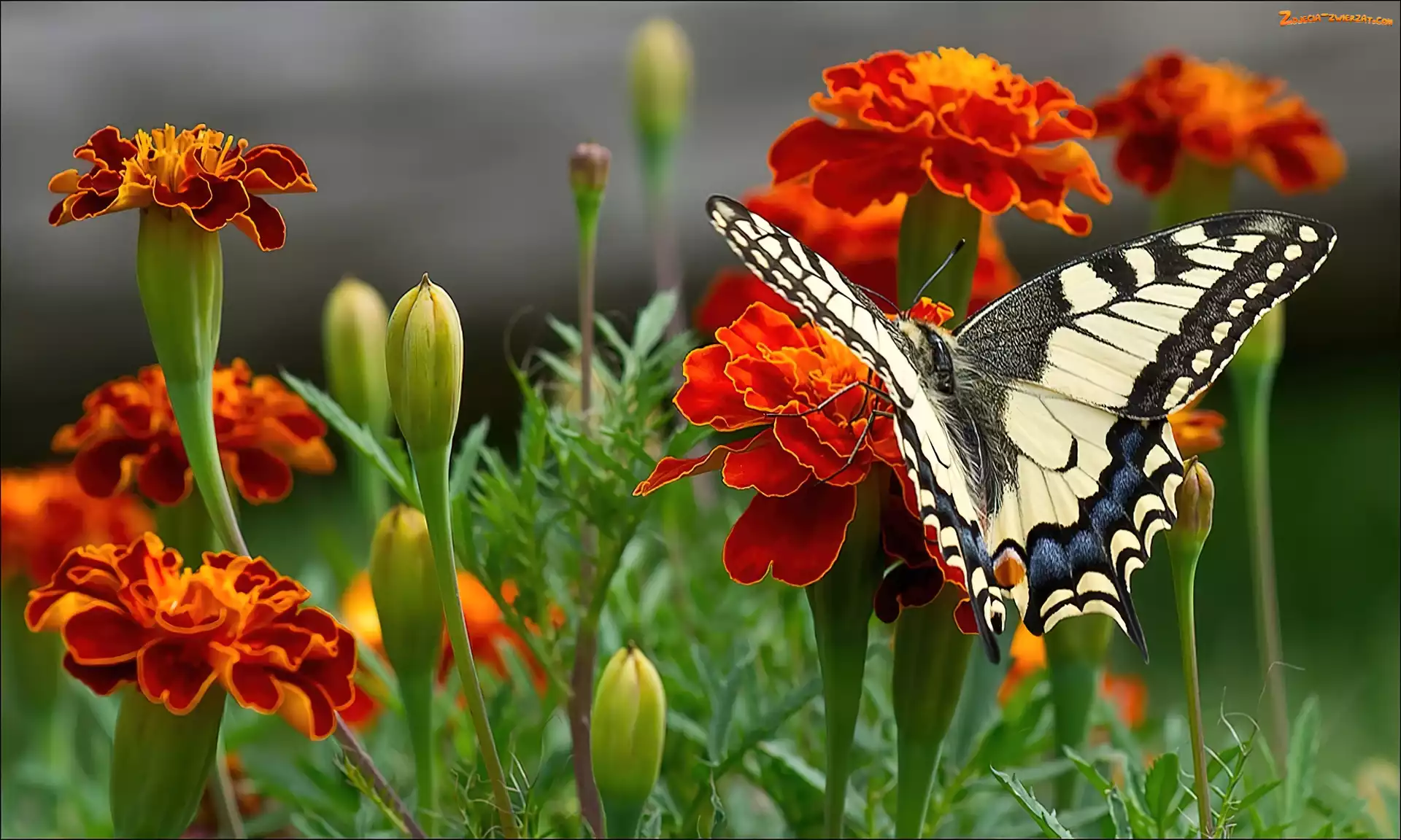 Biało, Pomarańczowe, Aksamitki, Motyl, Kwiaty, Czarny